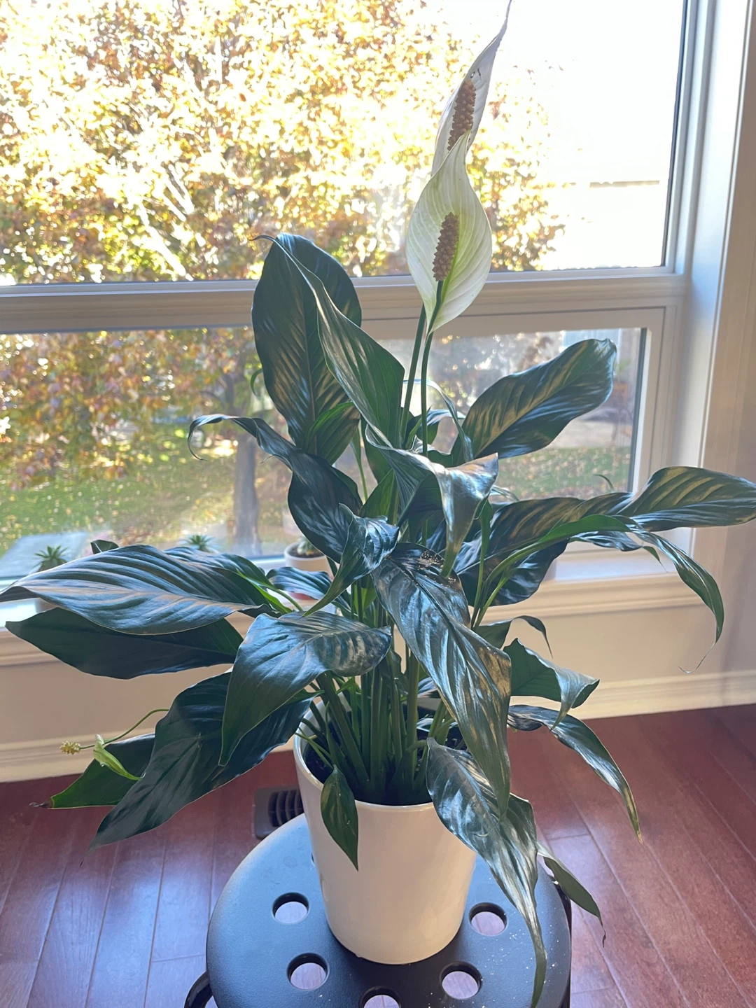 Peace Lily with ceramic White Pot (medium size) - photo 3