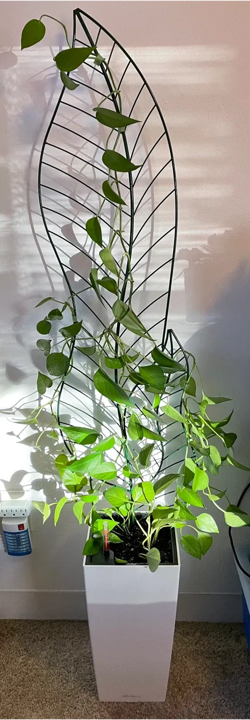Plant with Trellis