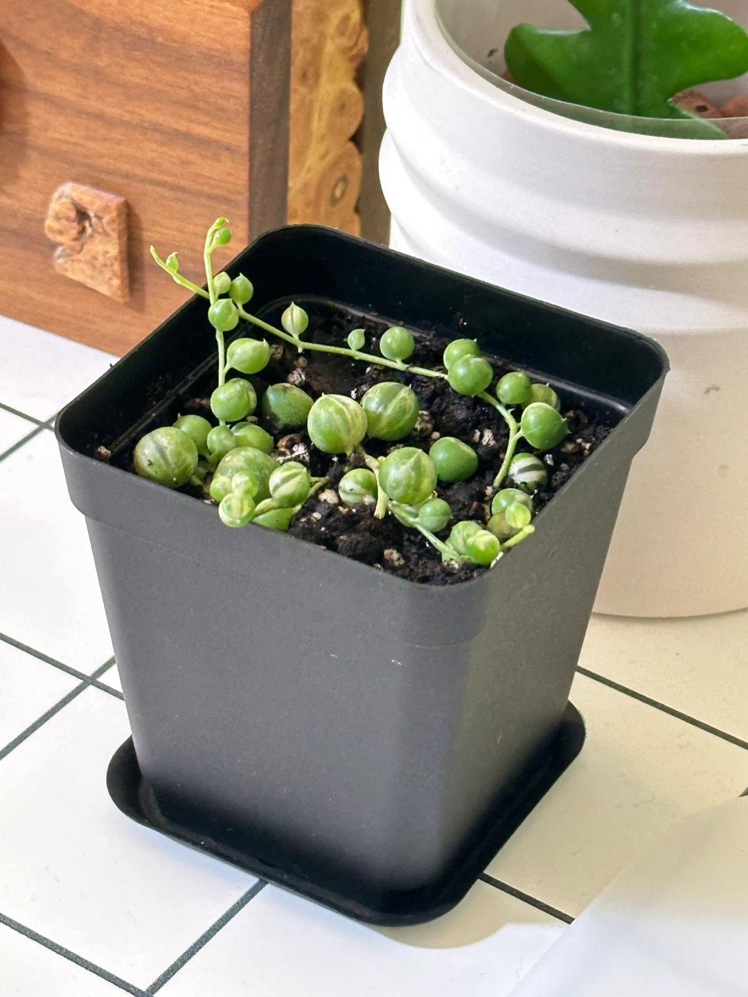 Variegated String of Pearls (Senecio Marble) Plant