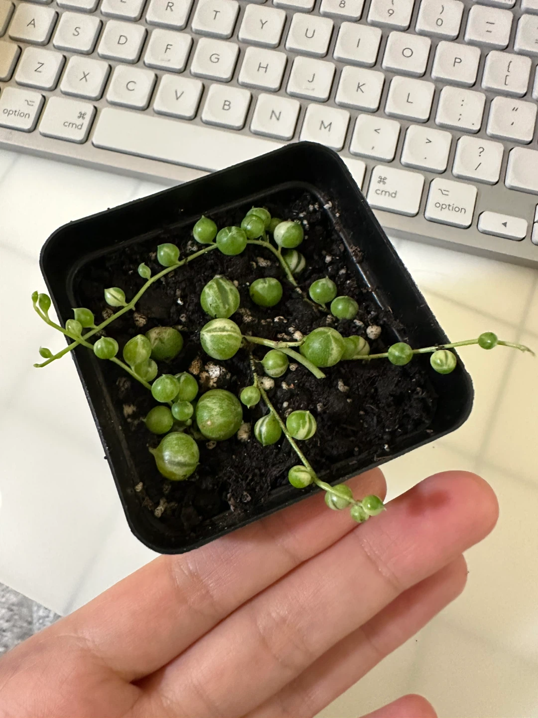 Variegated String of Pearls (Senecio Marble) Plant - photo 5