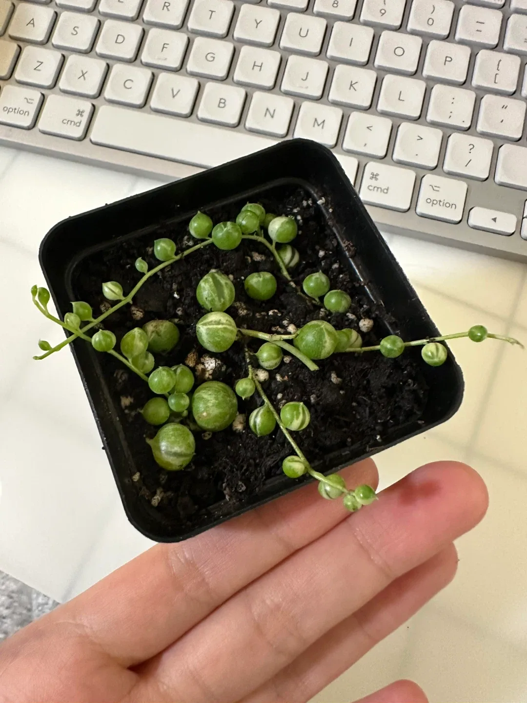 Variegated String of Pearls (Senecio Marble) Plant image indicator(5)