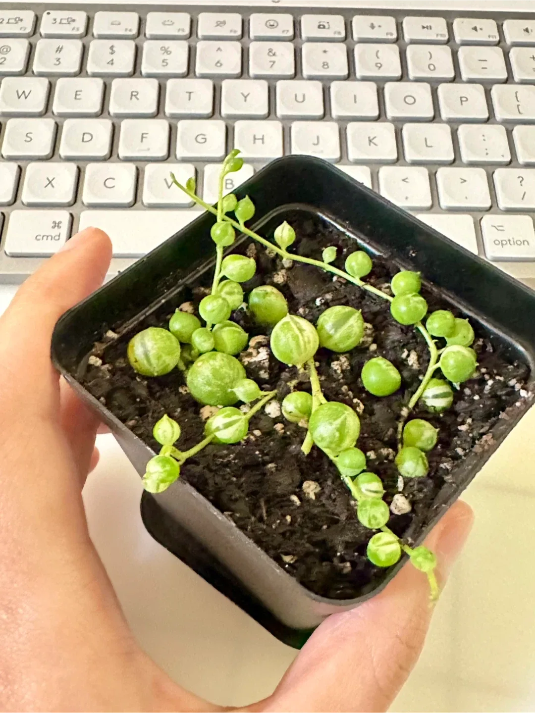 Variegated String of Pearls (Senecio Marble) Plant image indicator(4)