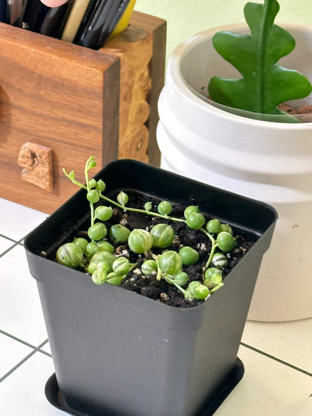 Variegated String of Pearls (Senecio Marble) Plant - photo 2