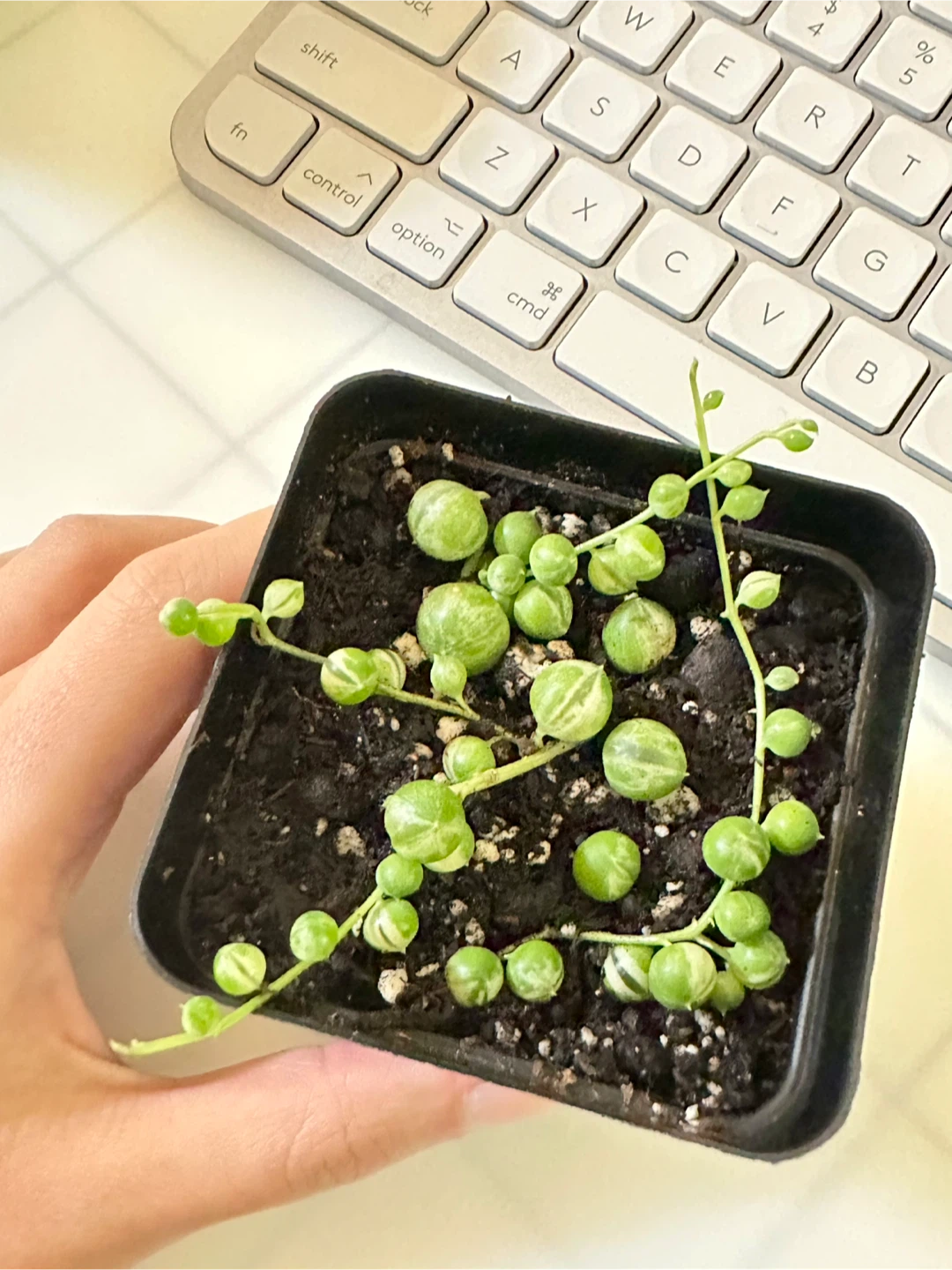 Variegated String of Pearls (Senecio Marble) Plant - photo 3