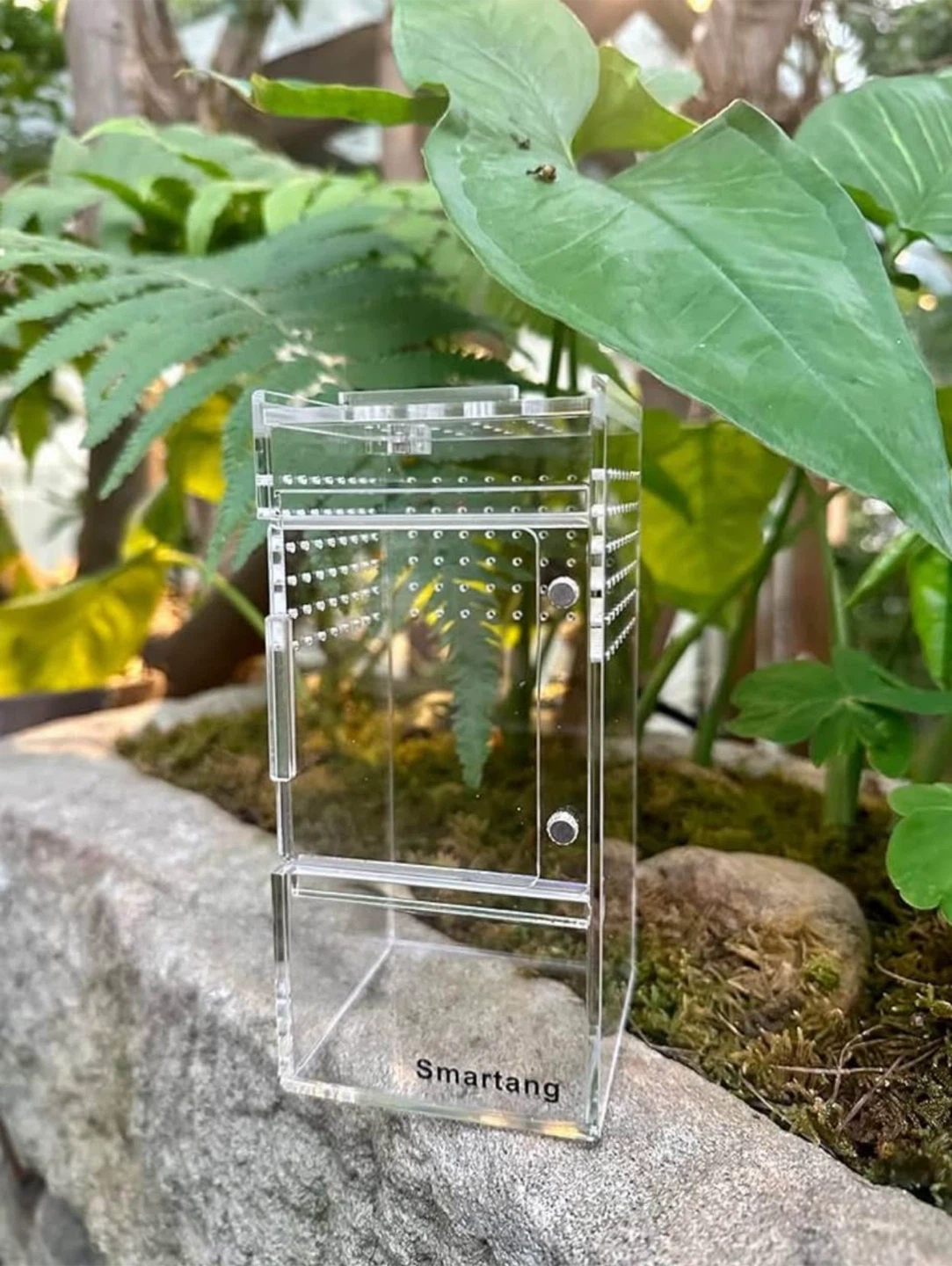 Jumping spider terrarium