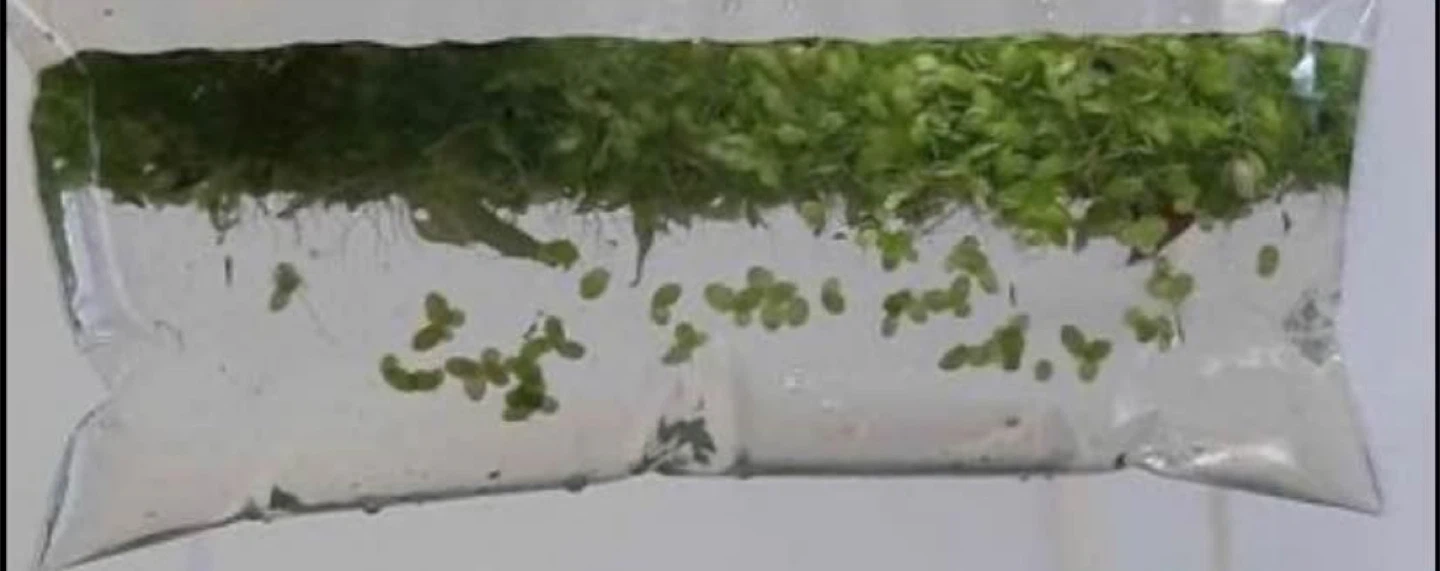 Duckweed Aquarium Plant - photo 3