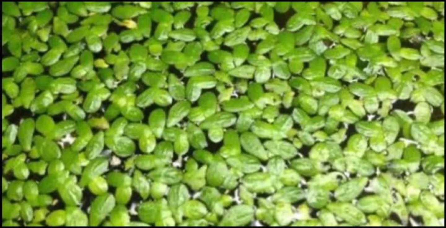 Duckweed Aquarium Plant image indicator(2)