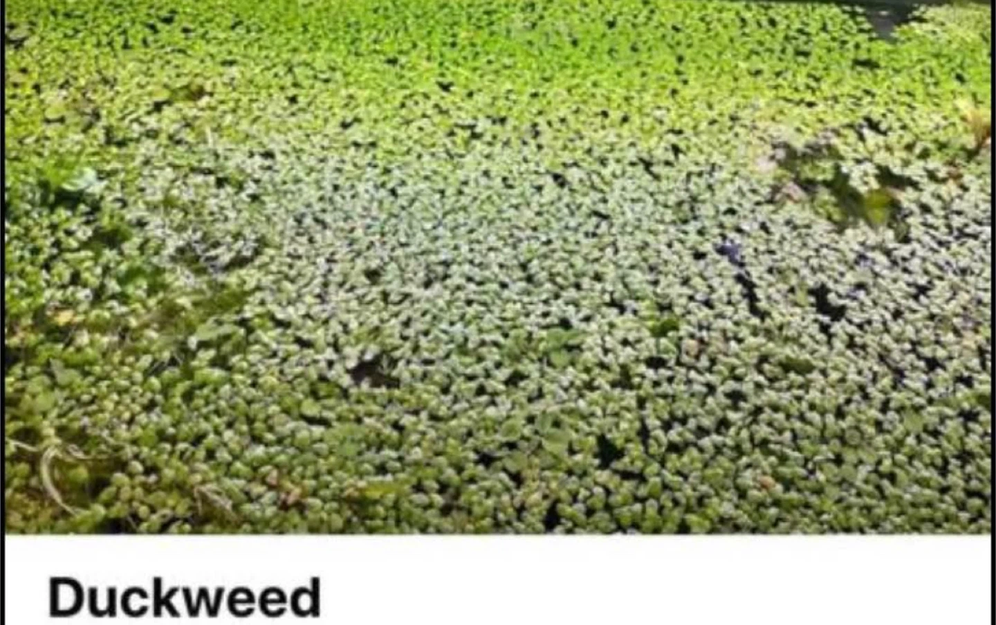 Duckweed Aquarium Plant