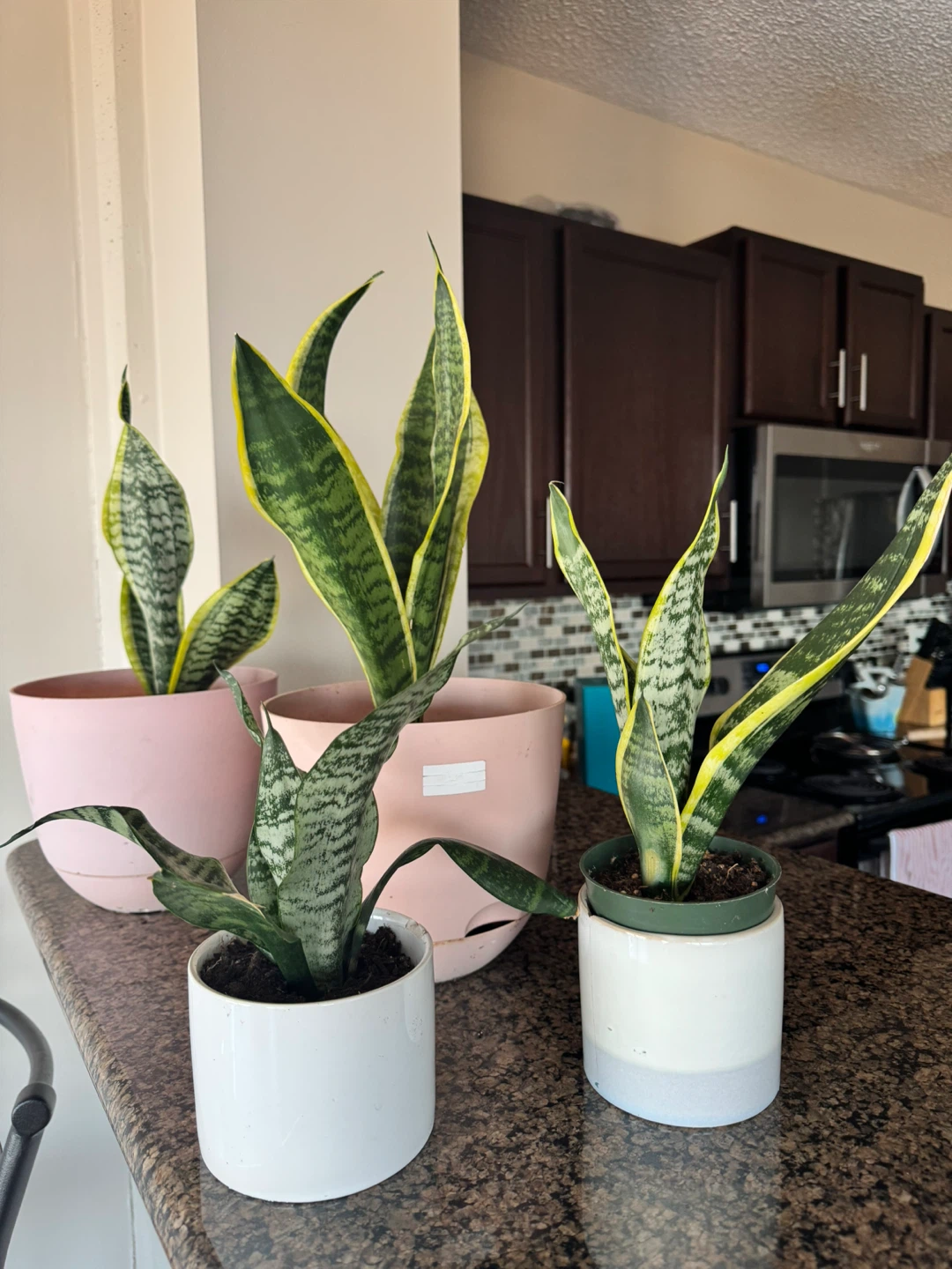 Snake Plants in Pots - photo 5
