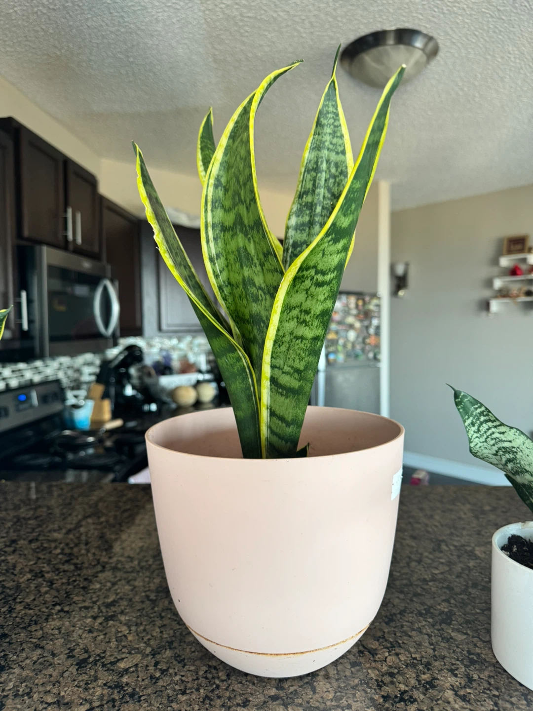 Snake Plants in Pots - photo 2