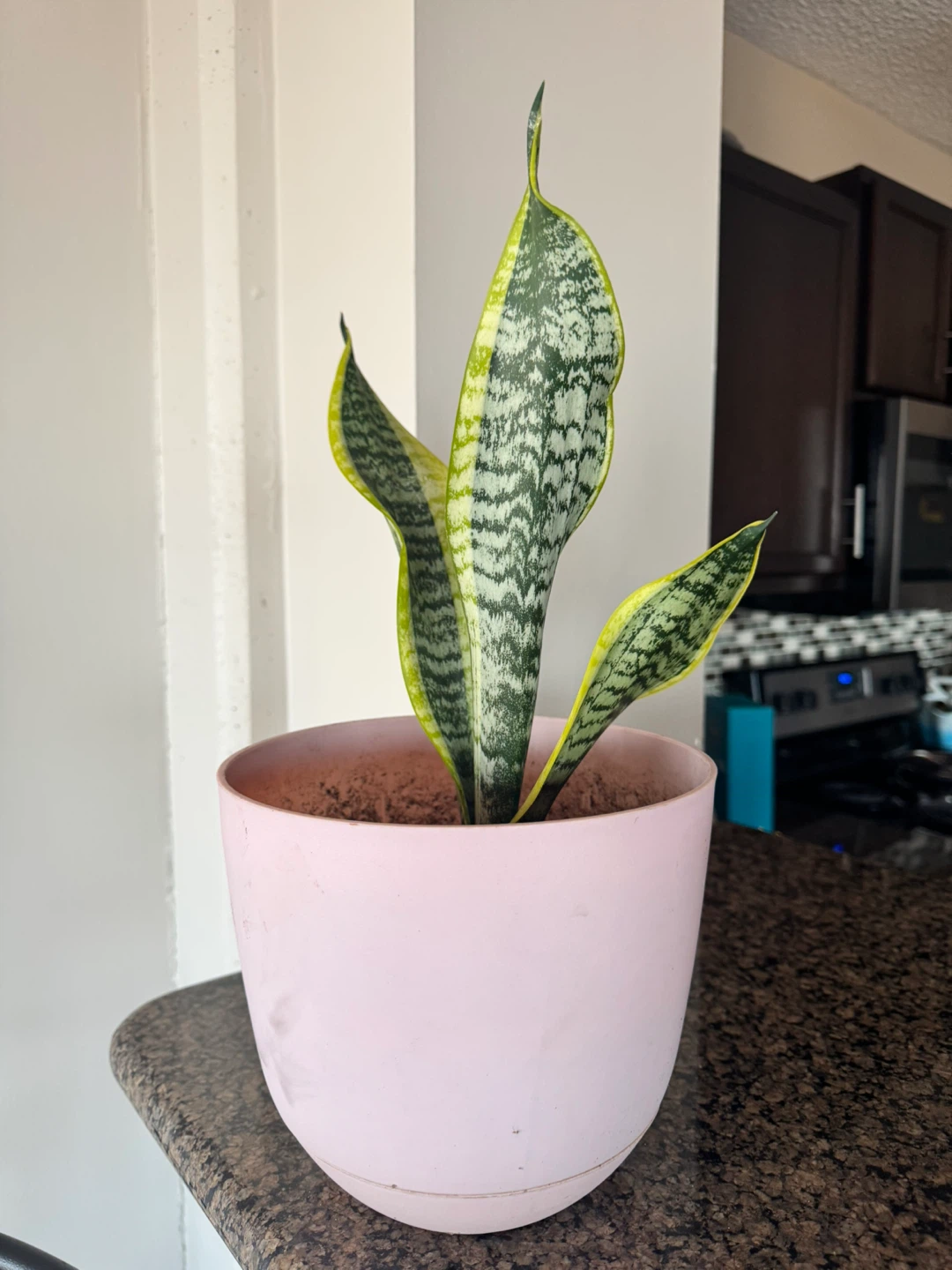 Snake Plants in Pots