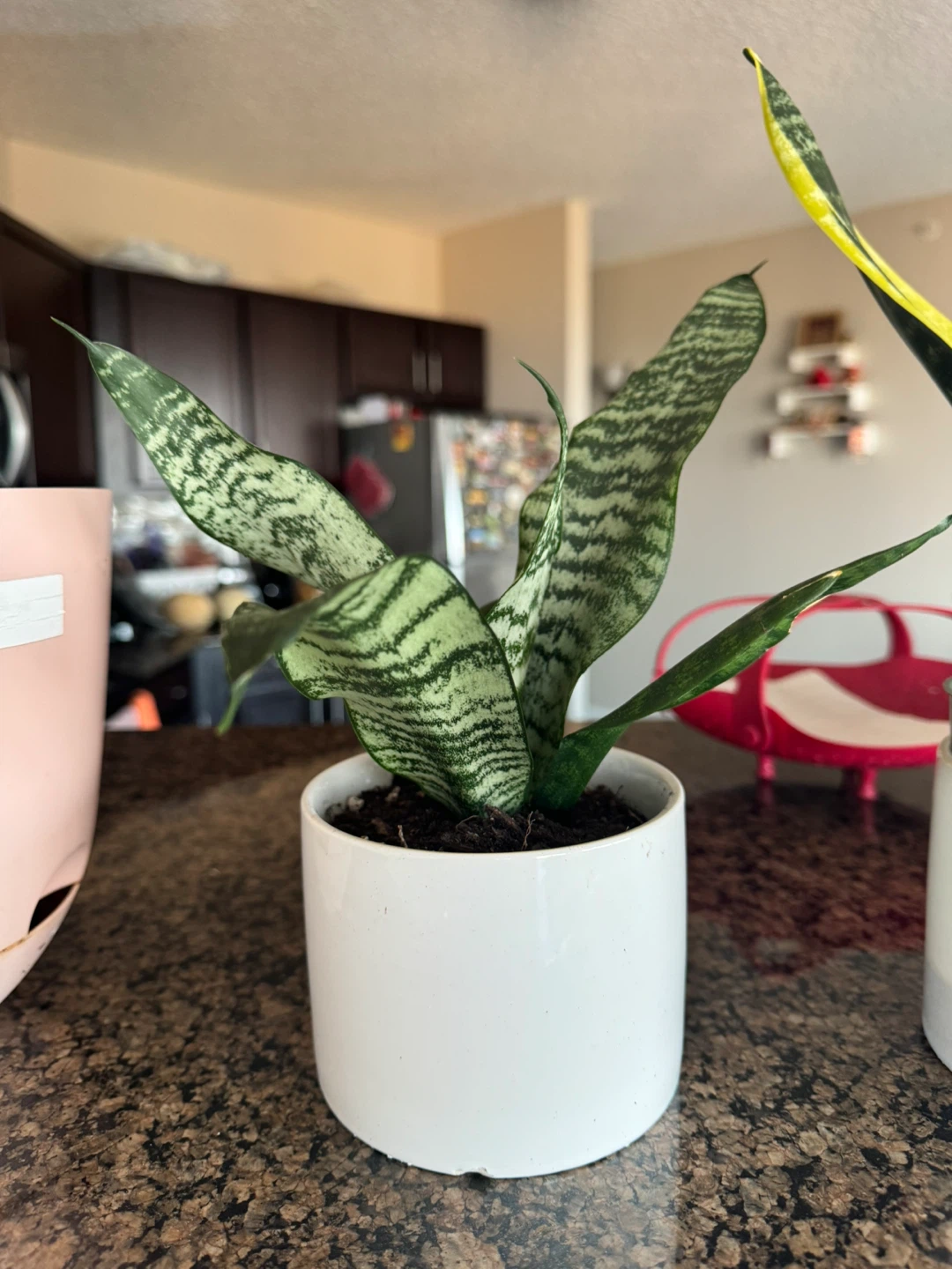 Snake Plants in Pots - photo 3