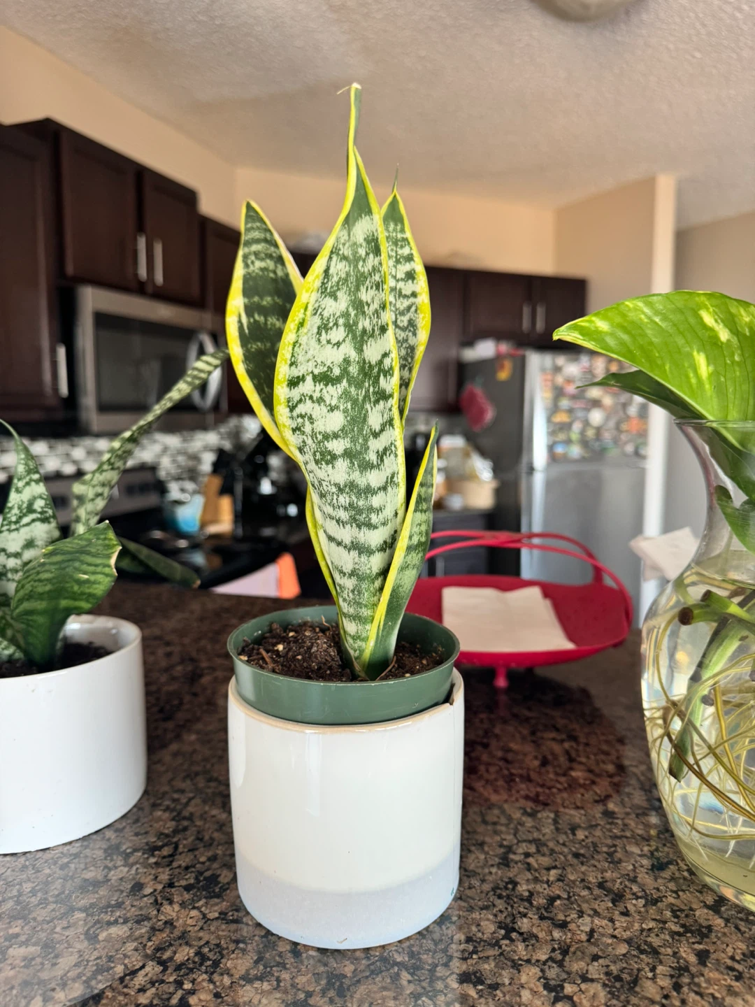 Snake Plants in Pots - photo 4