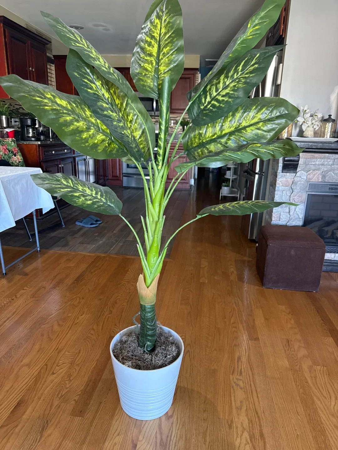 Artificial Dieffenbachia Plant in White Pot thumbnail