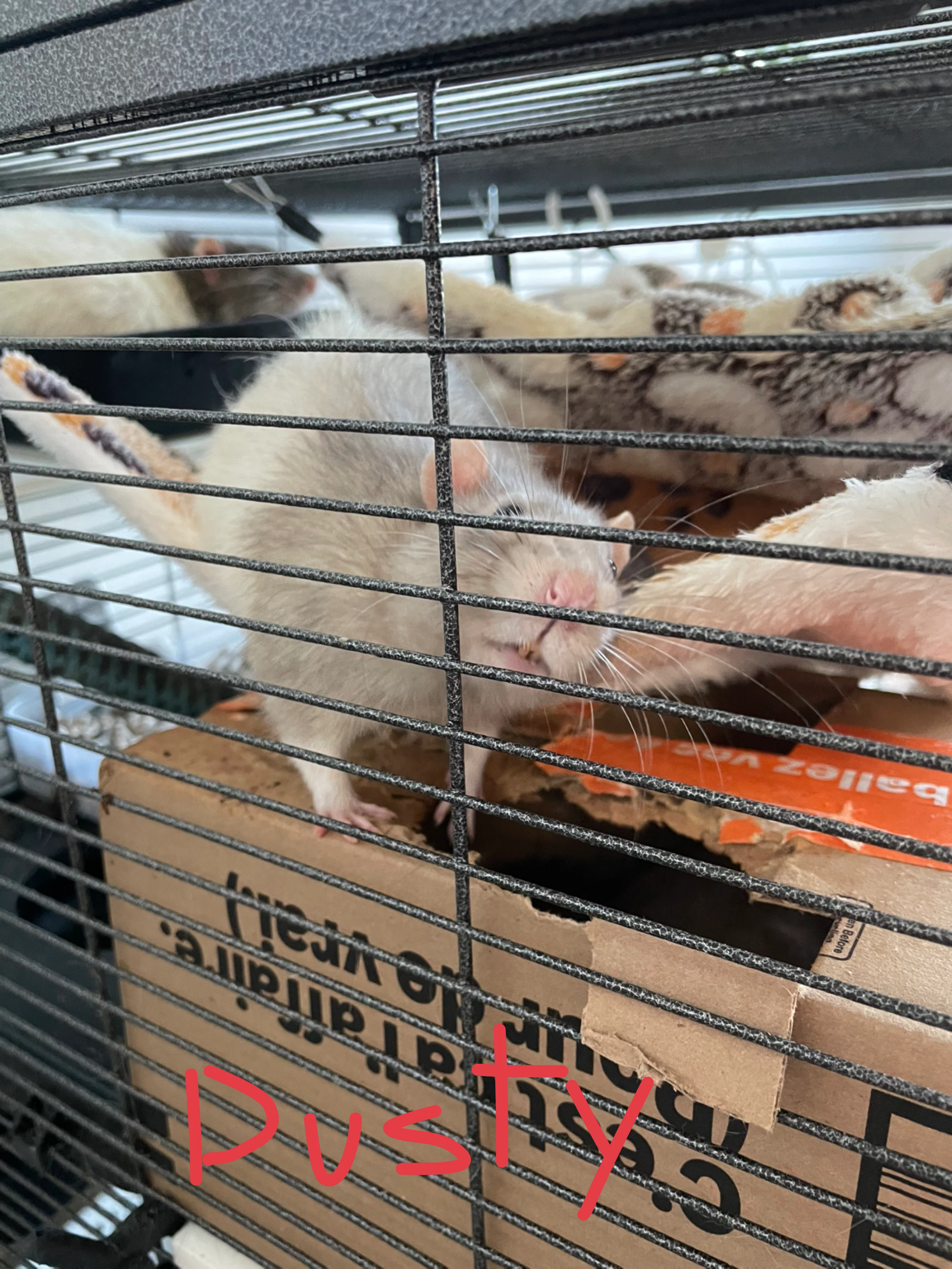 Three pet rats- cage included - photo 2