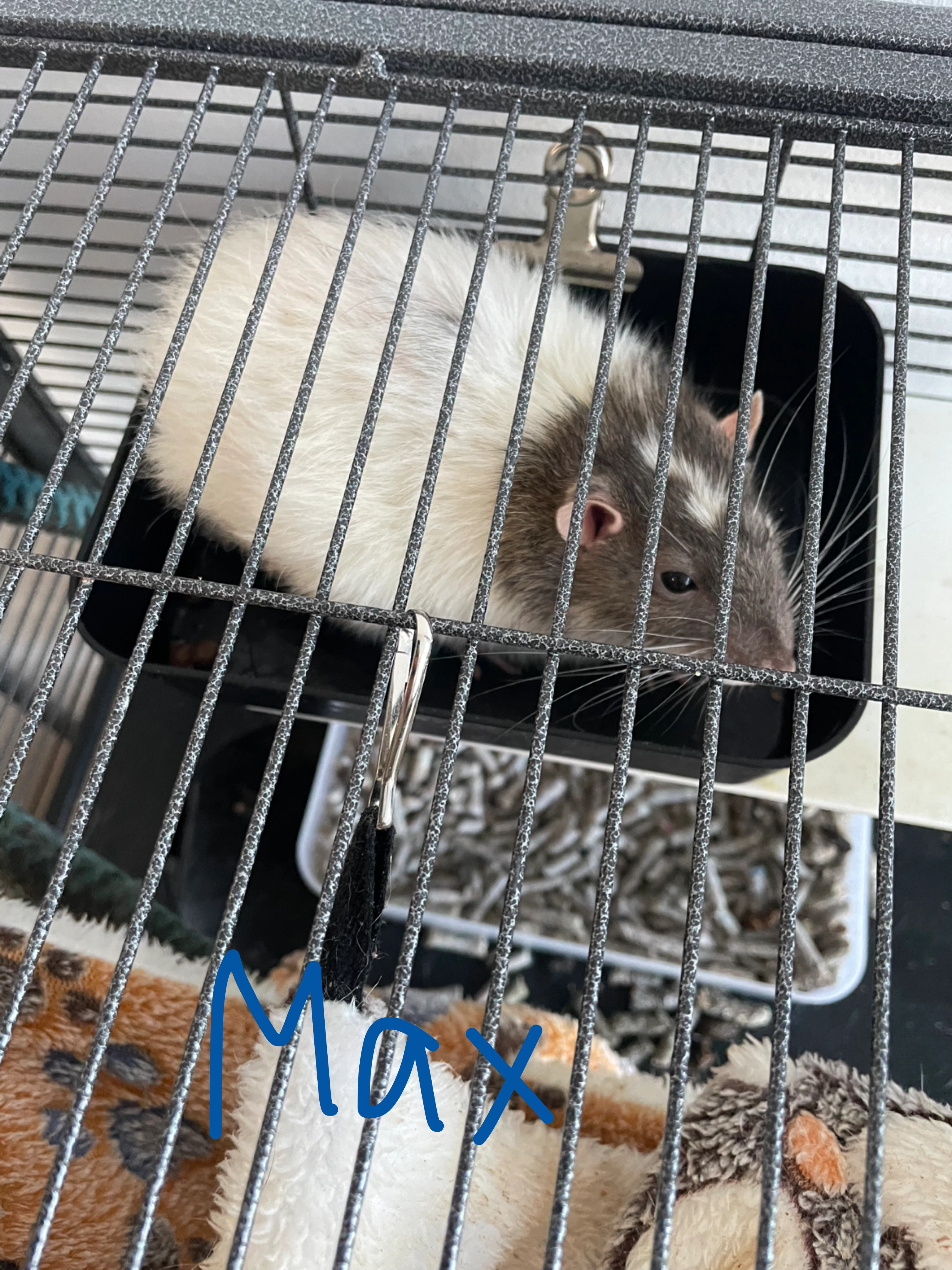 Three pet rats- cage included - photo 3