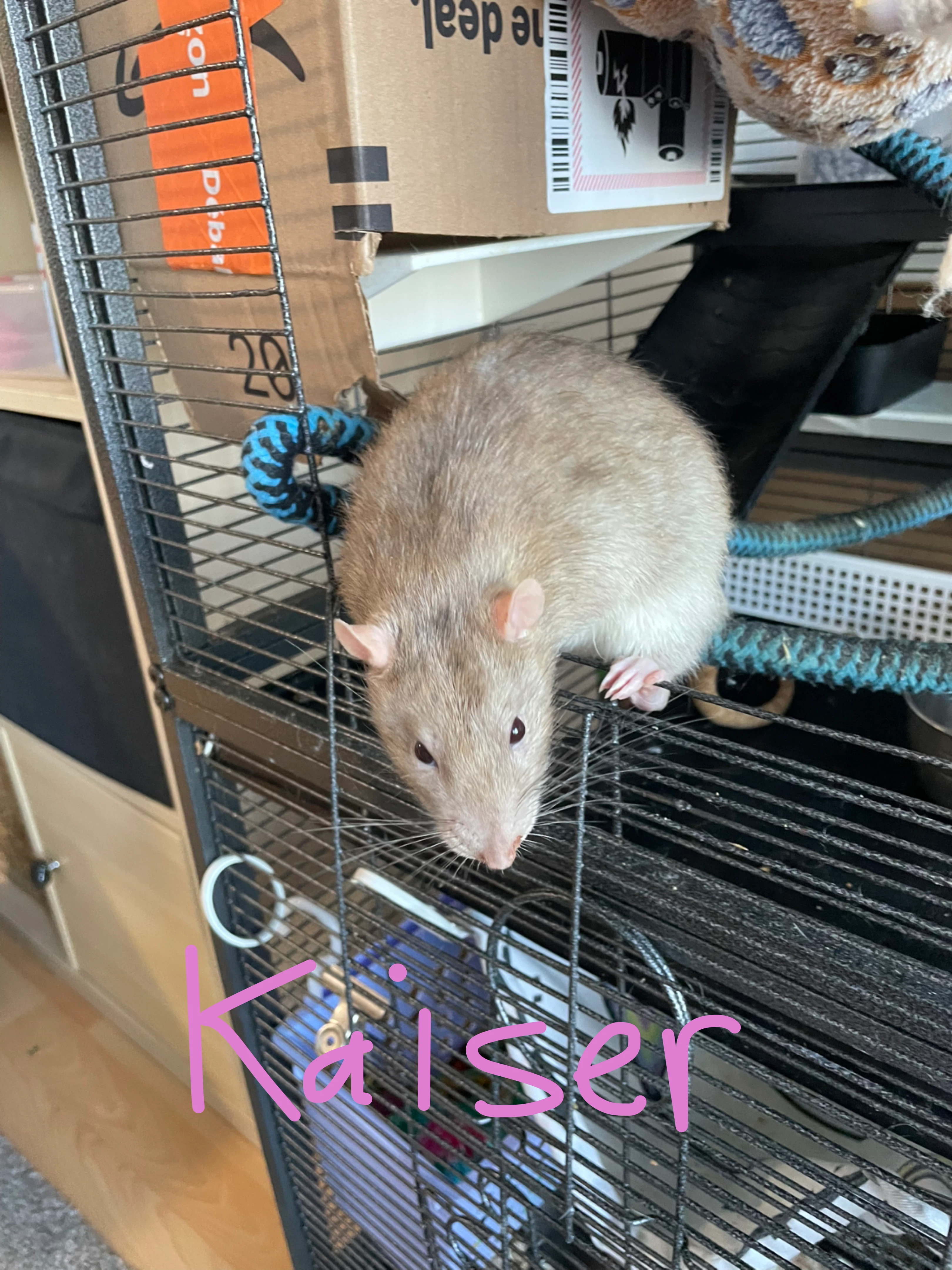 Three pet rats- cage included - photo 4