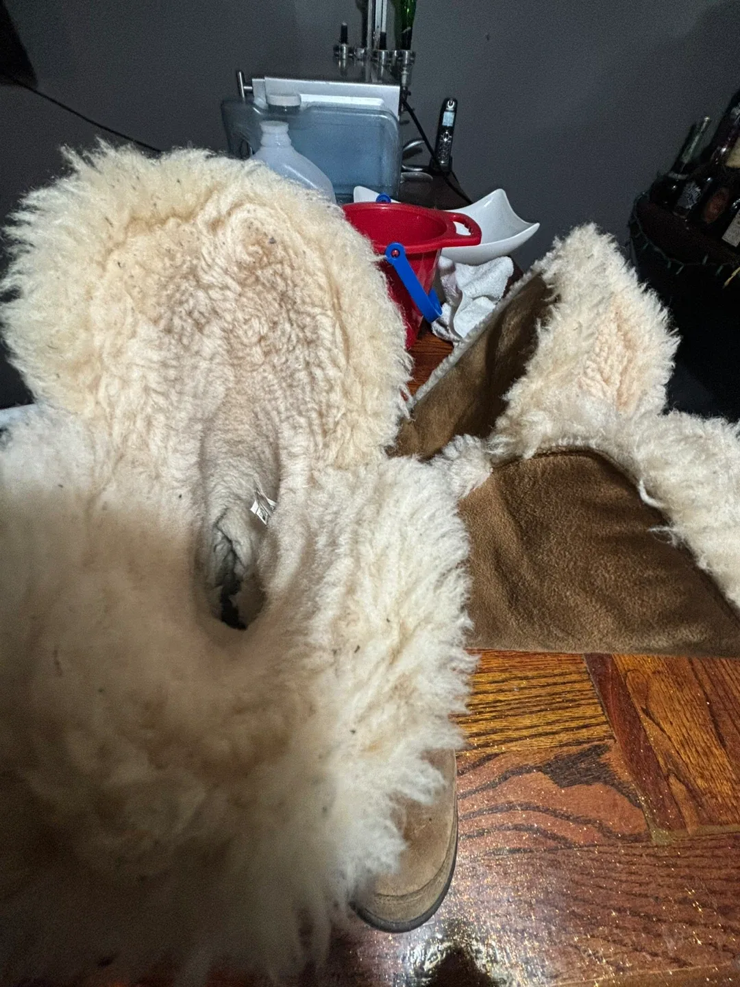 UGG Boots Size 7 image indicator(5)