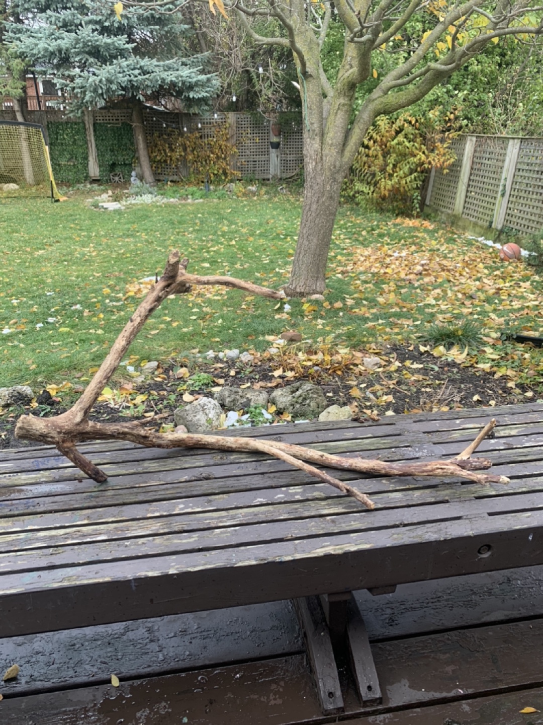 Driftwood Pieces - photo 3