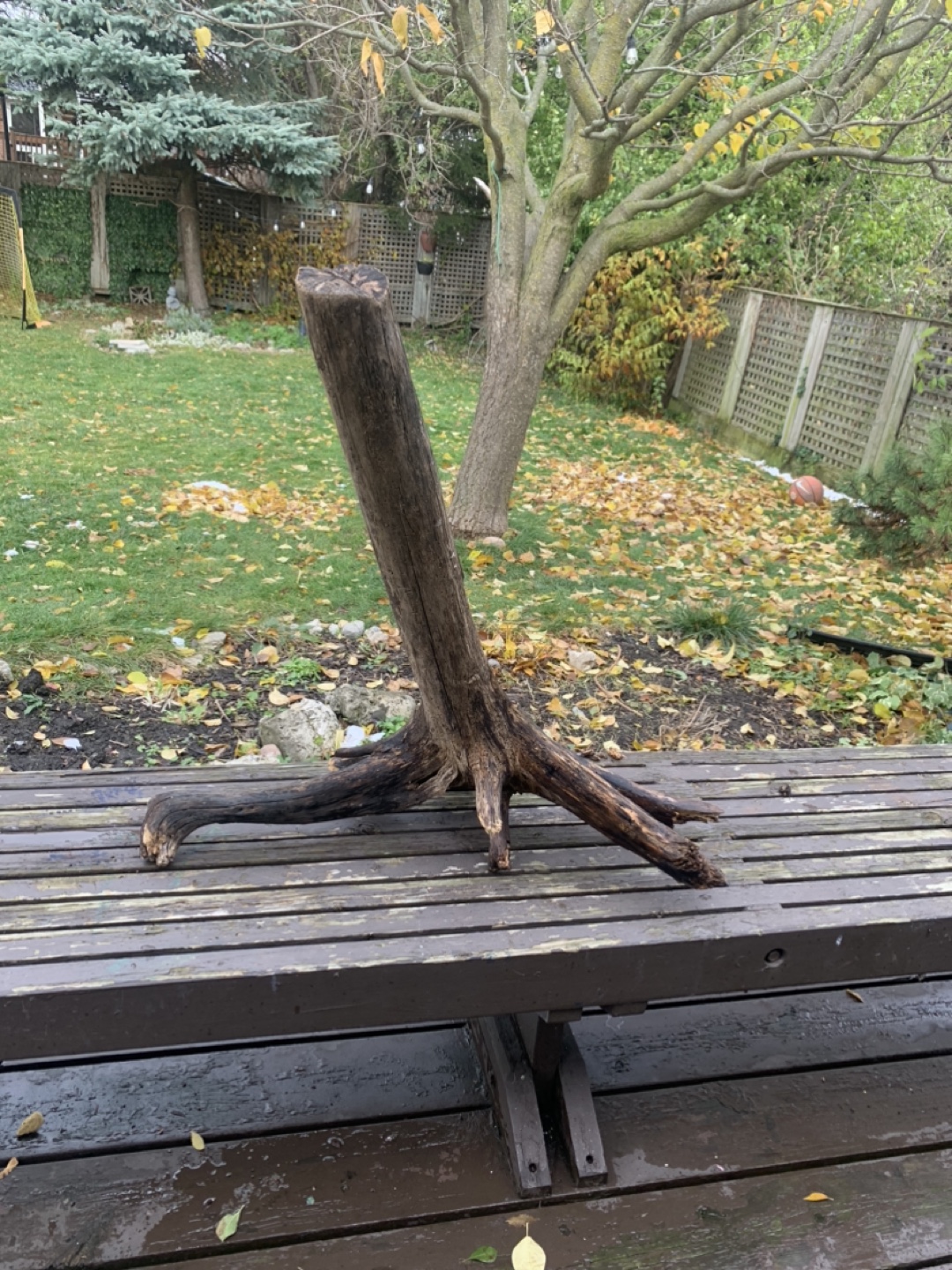 Driftwood Pieces - photo 4