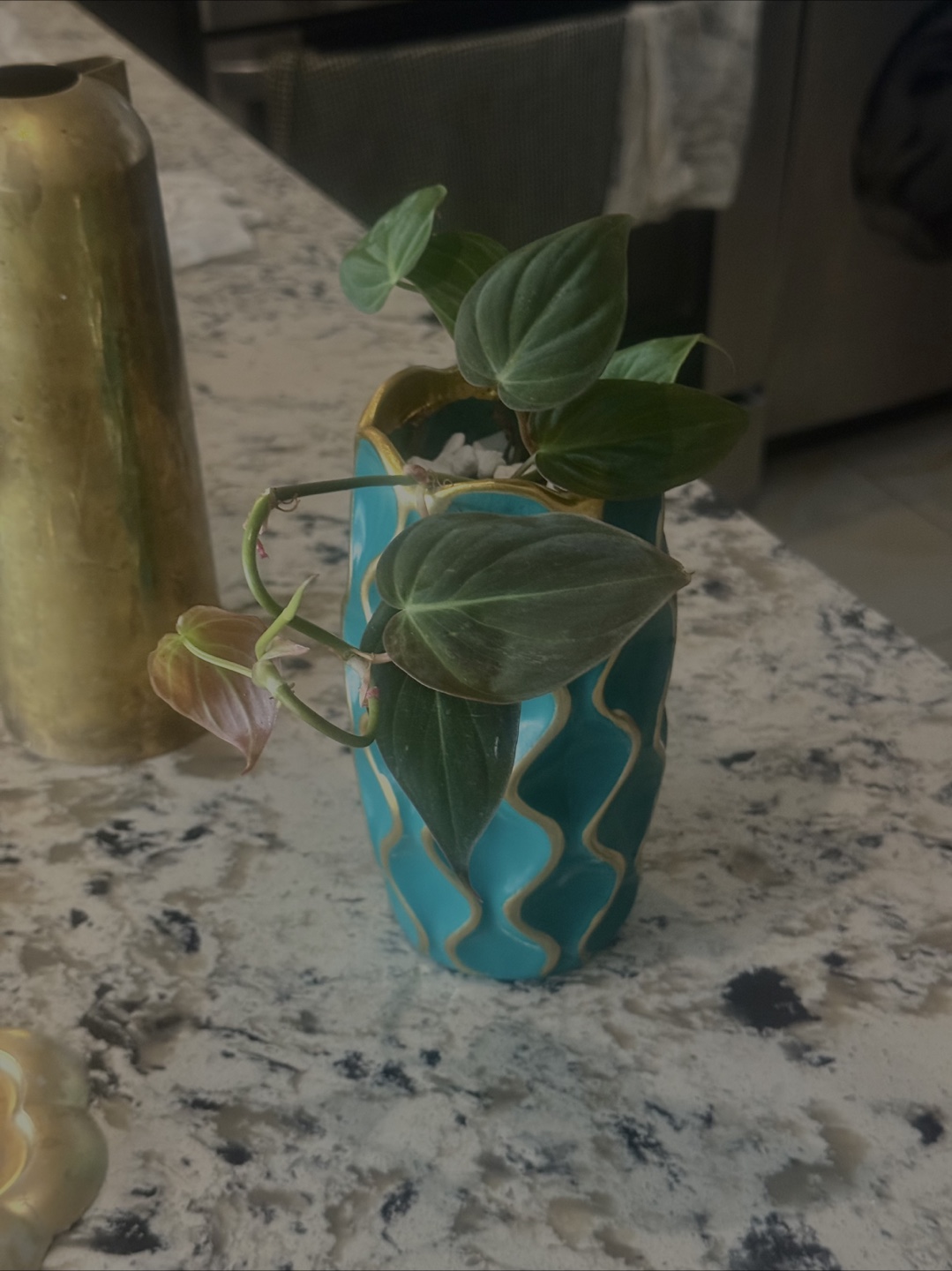 Philodendron micans Plant in Teal Vase - photo 2