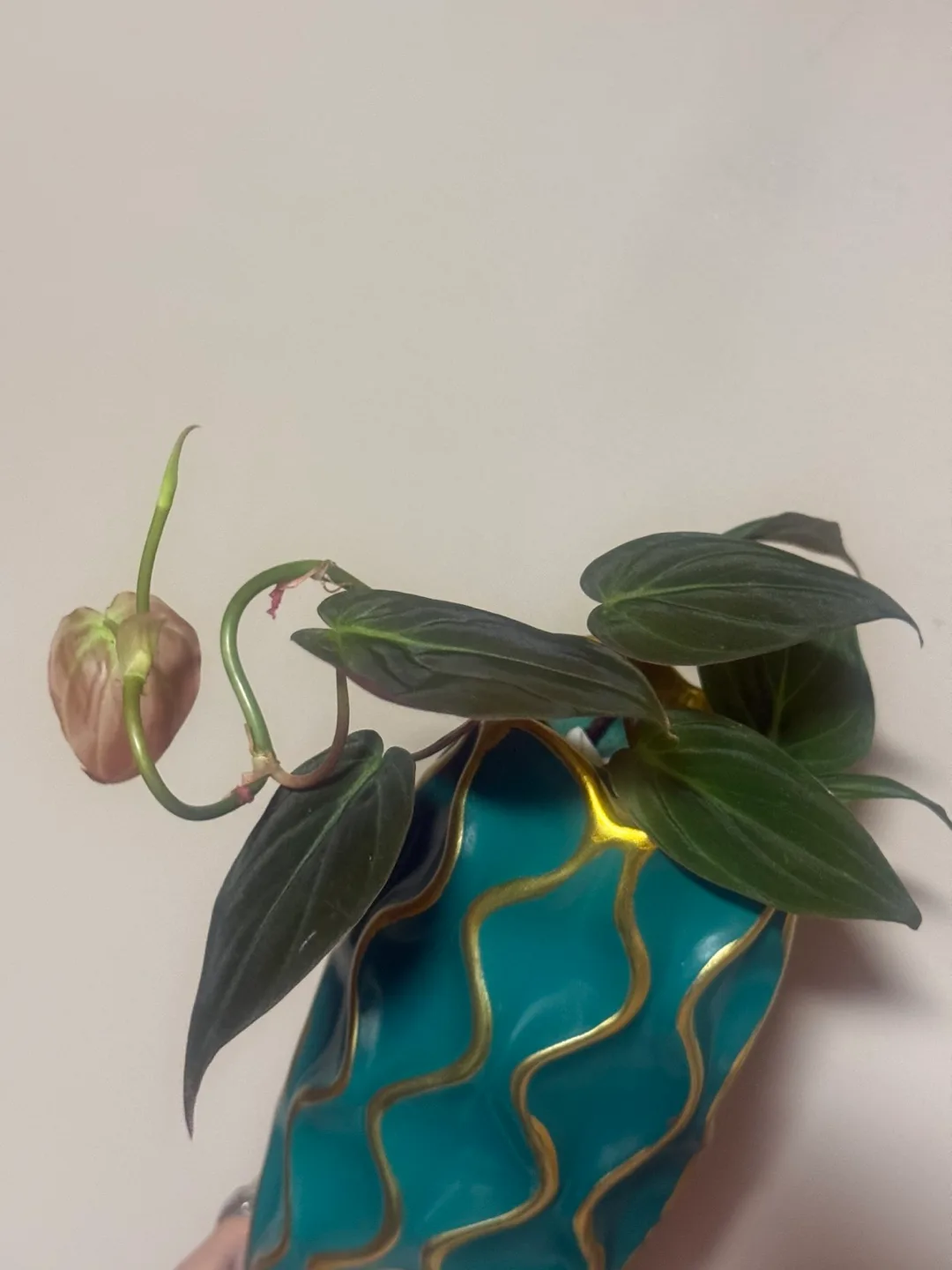 Philodendron micans Plant in Teal Vase image indicator(3)