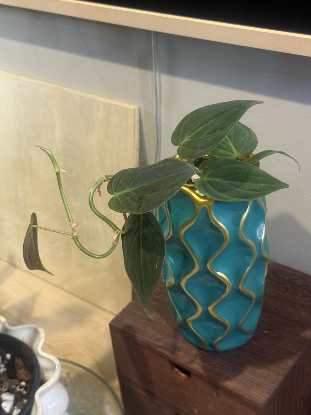 Philodendron micans Plant in Teal Vase - photo 4