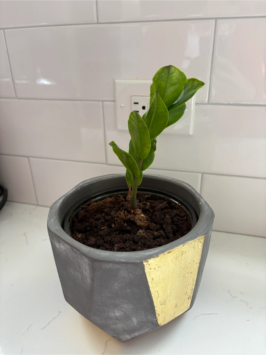 ZZ Plant in Decorative Pot - photo 3