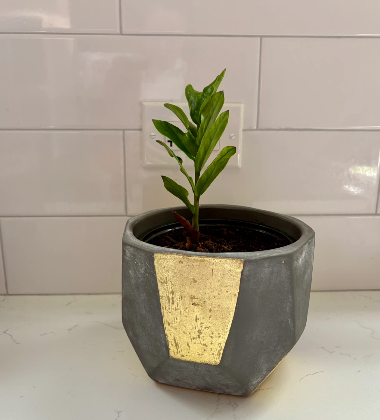 ZZ Plant in Decorative Pot