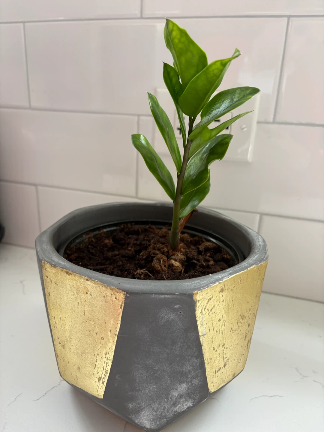 ZZ Plant in Decorative Pot - photo 2