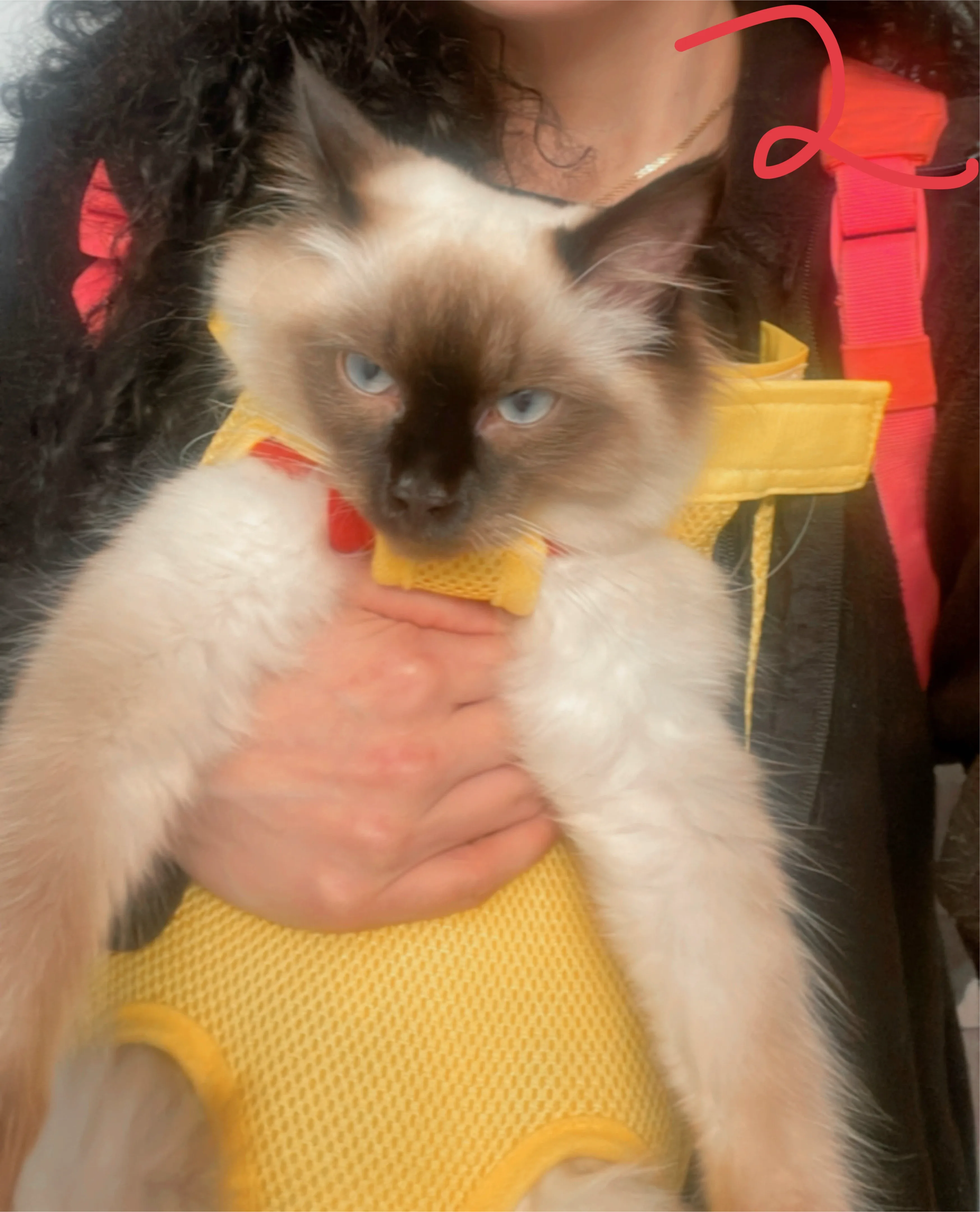 Pet Carrier Backpack and dog or cat carrier Bee Costume Design image indicator(4)