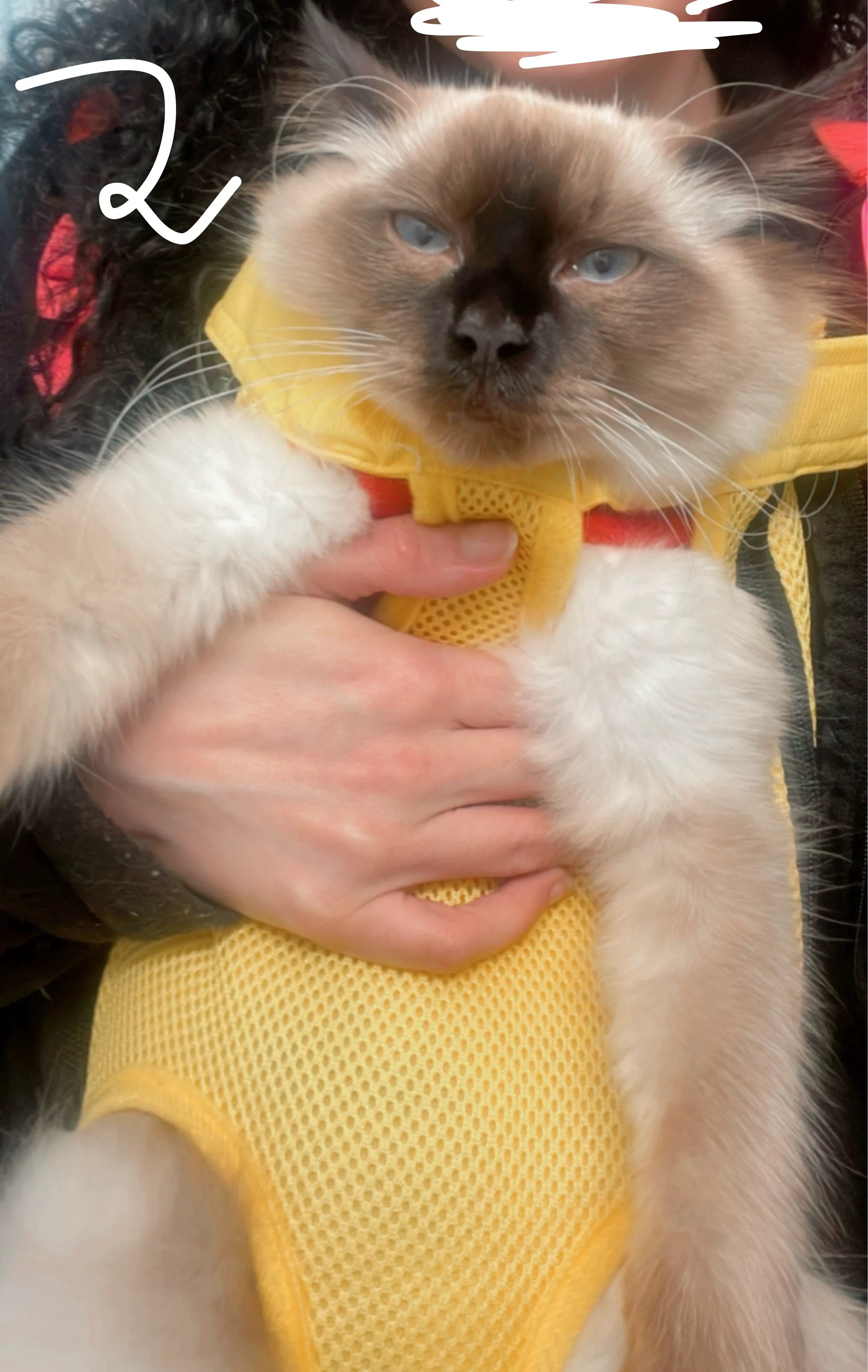 Pet Carrier Backpack and dog or cat carrier Bee Costume Design image indicator(3)