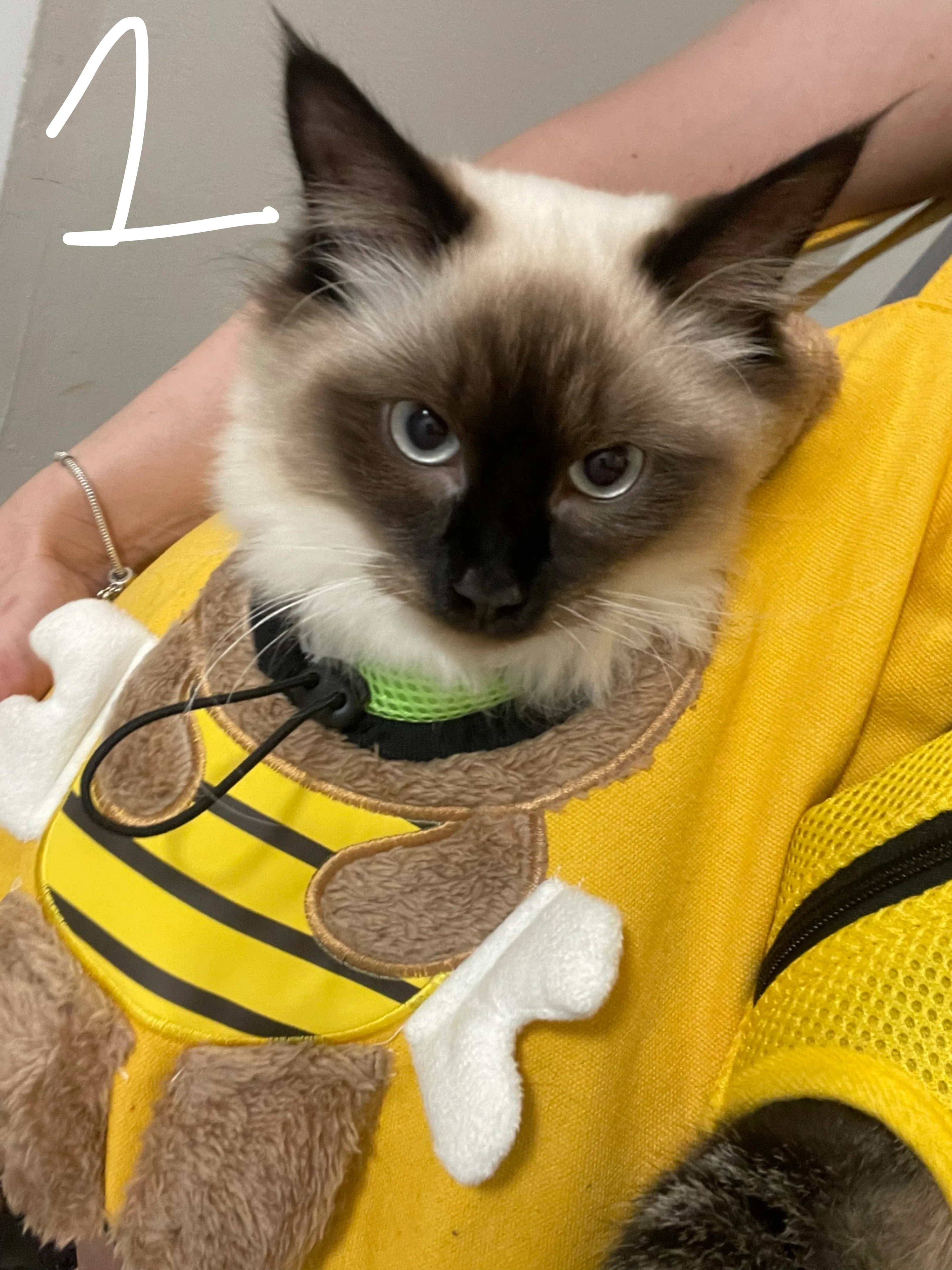 Pet Carrier Backpack and dog or cat carrier Bee Costume Design image indicator(2)
