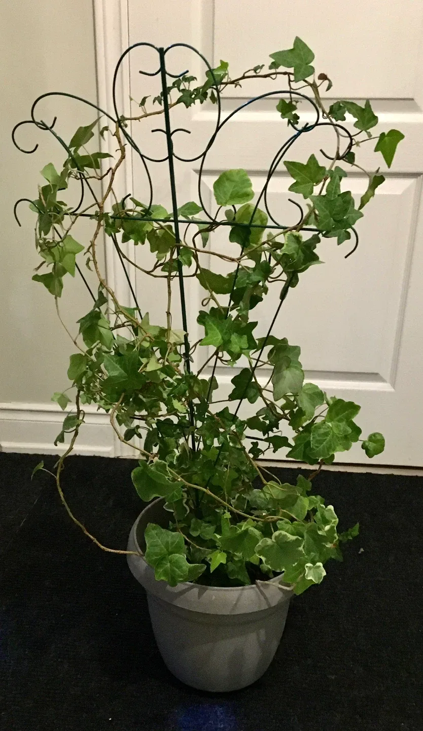 Potted Ivy Plant with Trellis image indicator(2)
