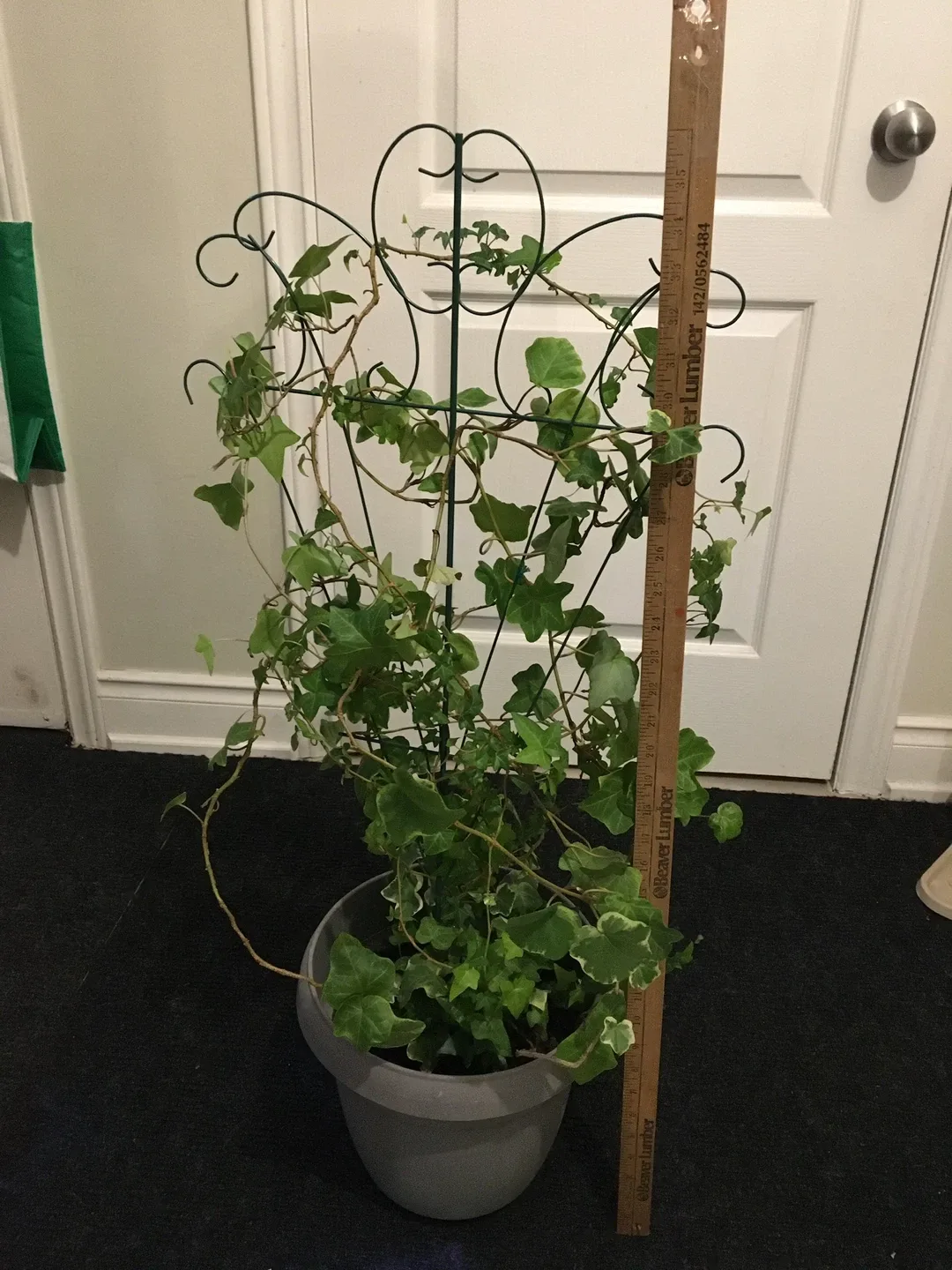 Potted Ivy Plant with Trellis image indicator(5)