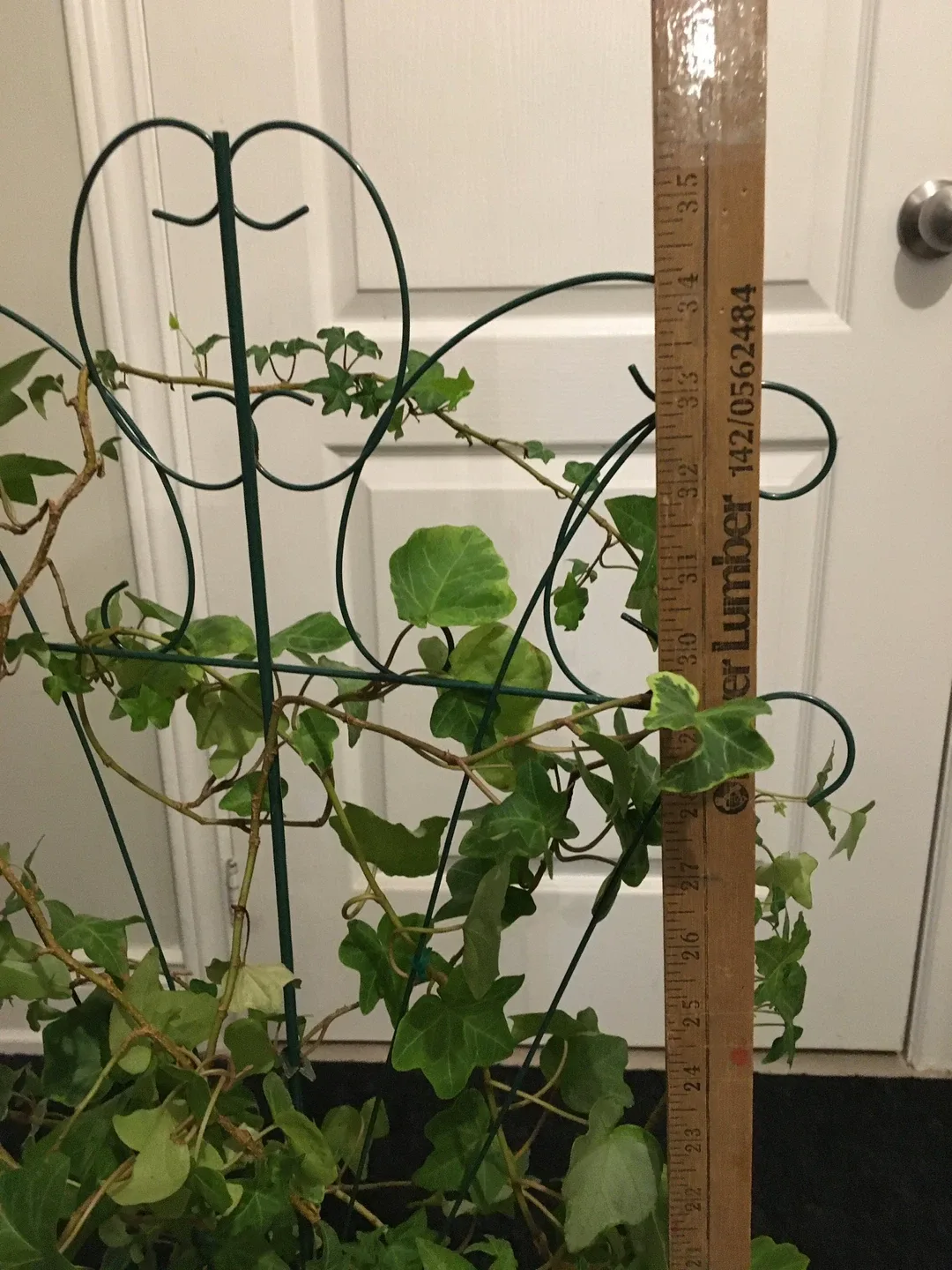 Potted Ivy Plant with Trellis image indicator(6)