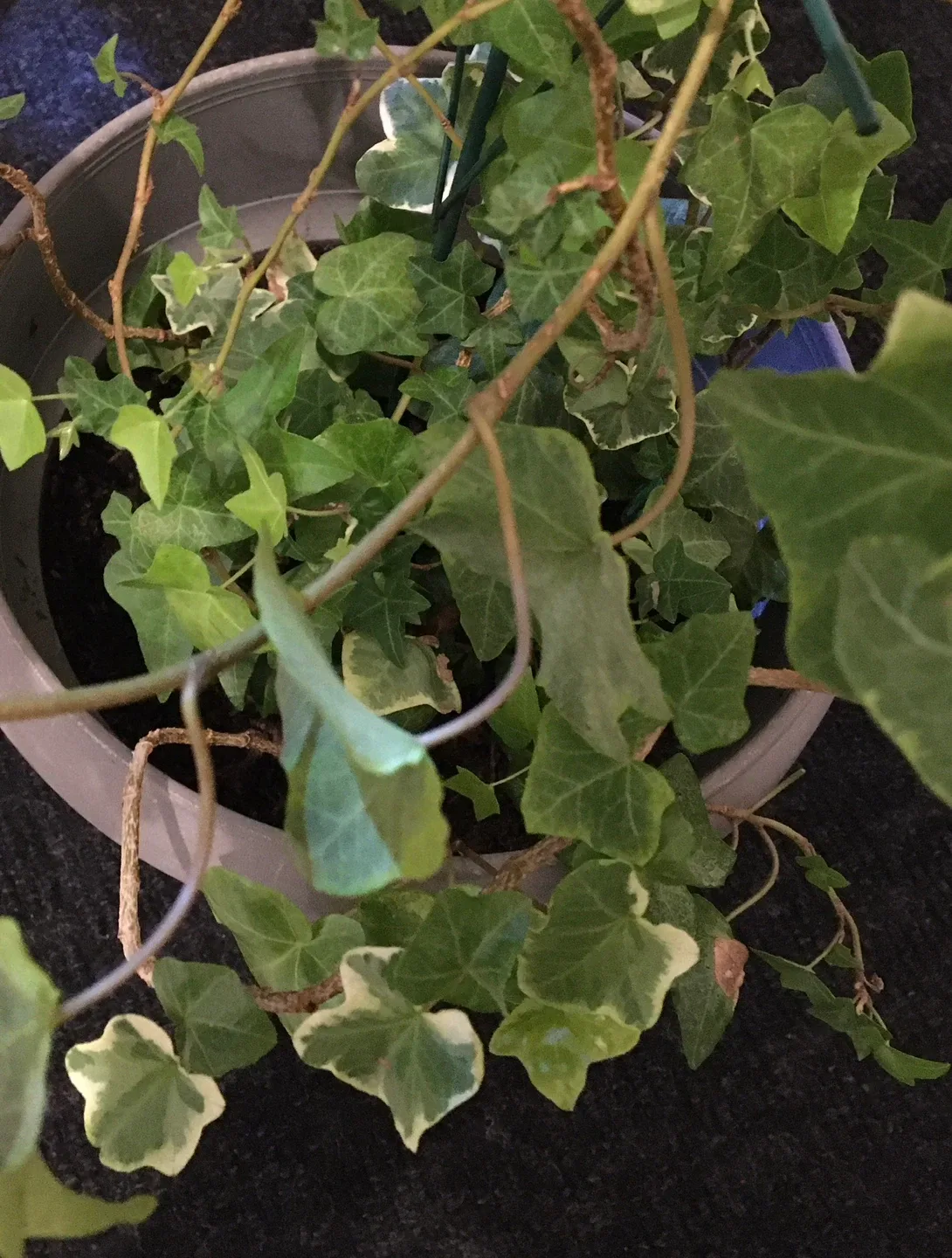 Potted Ivy Plant with Trellis image indicator(3)