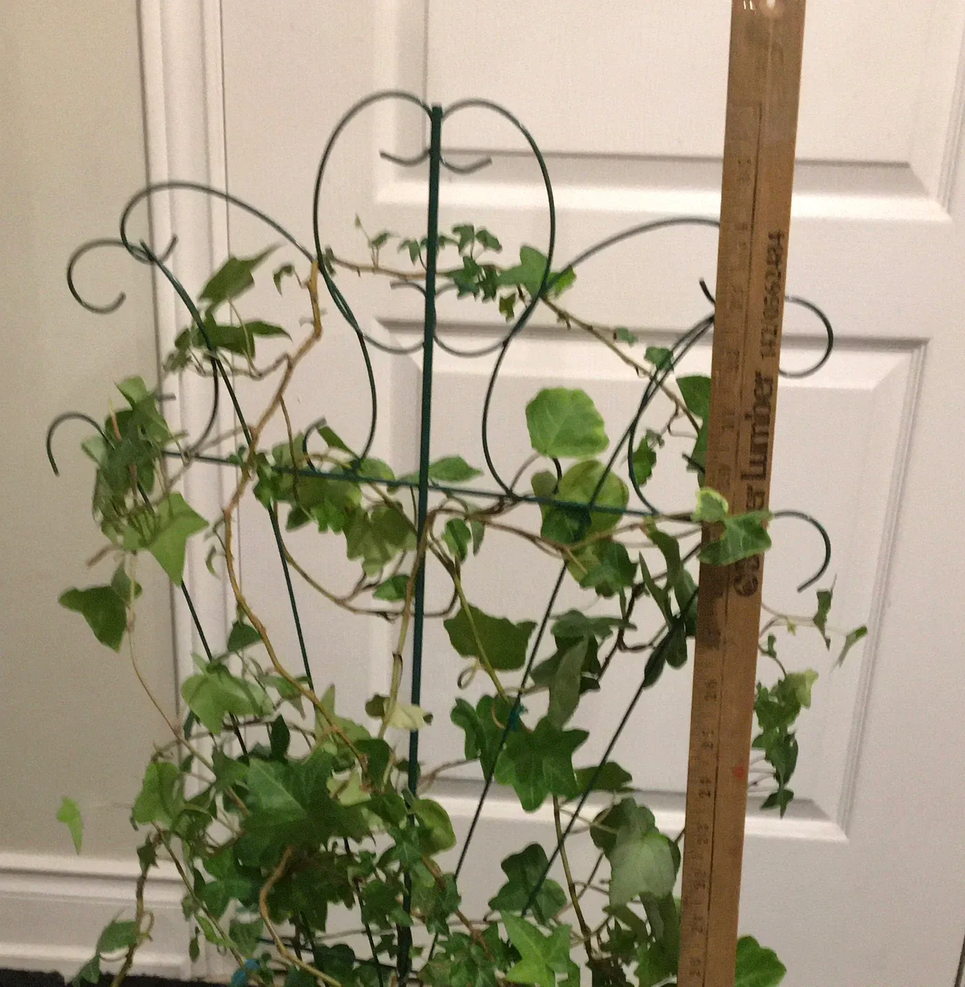 Potted Ivy Plant with Trellis image indicator(4)