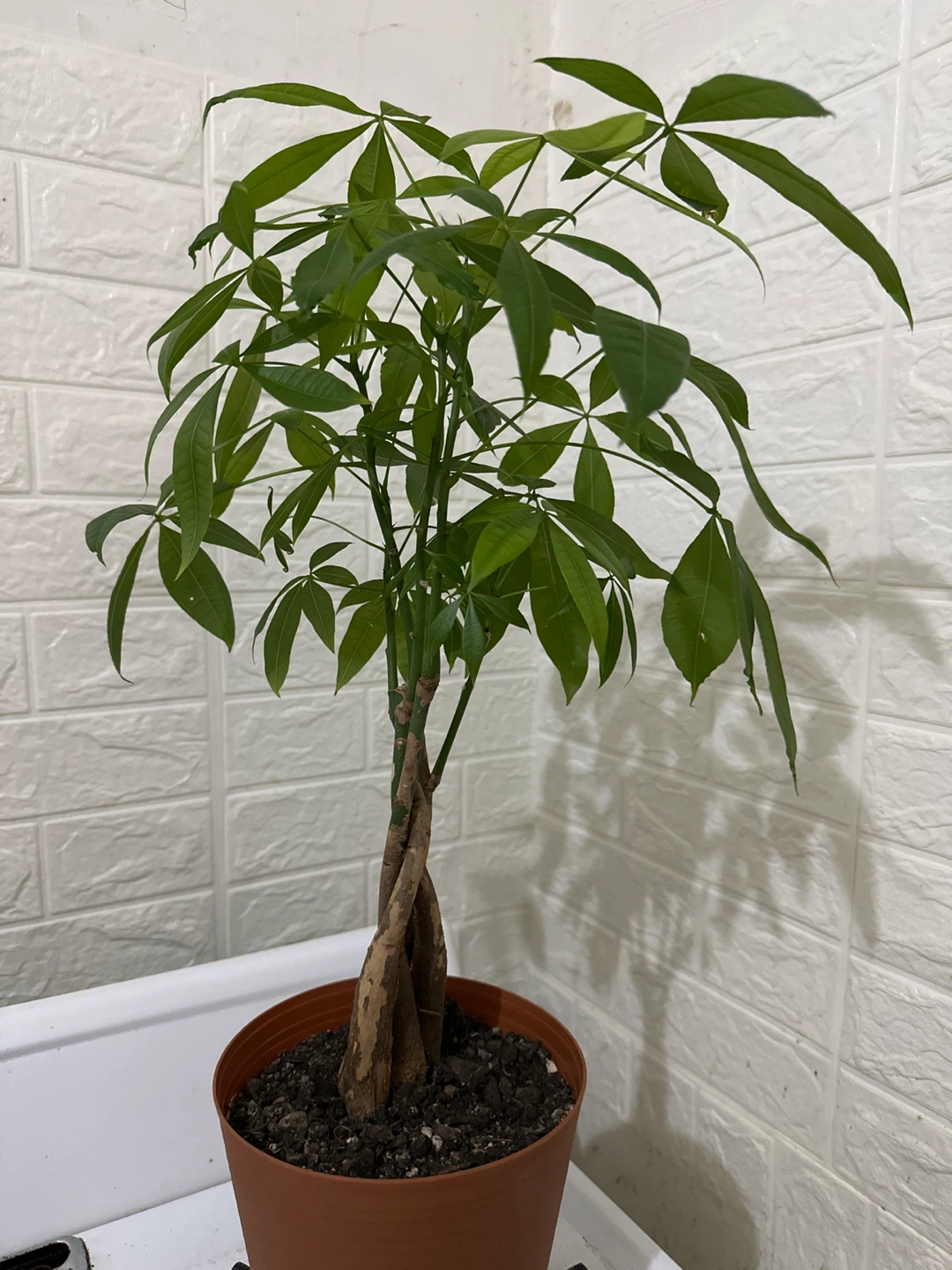 Money Tree in Terracotta Pot