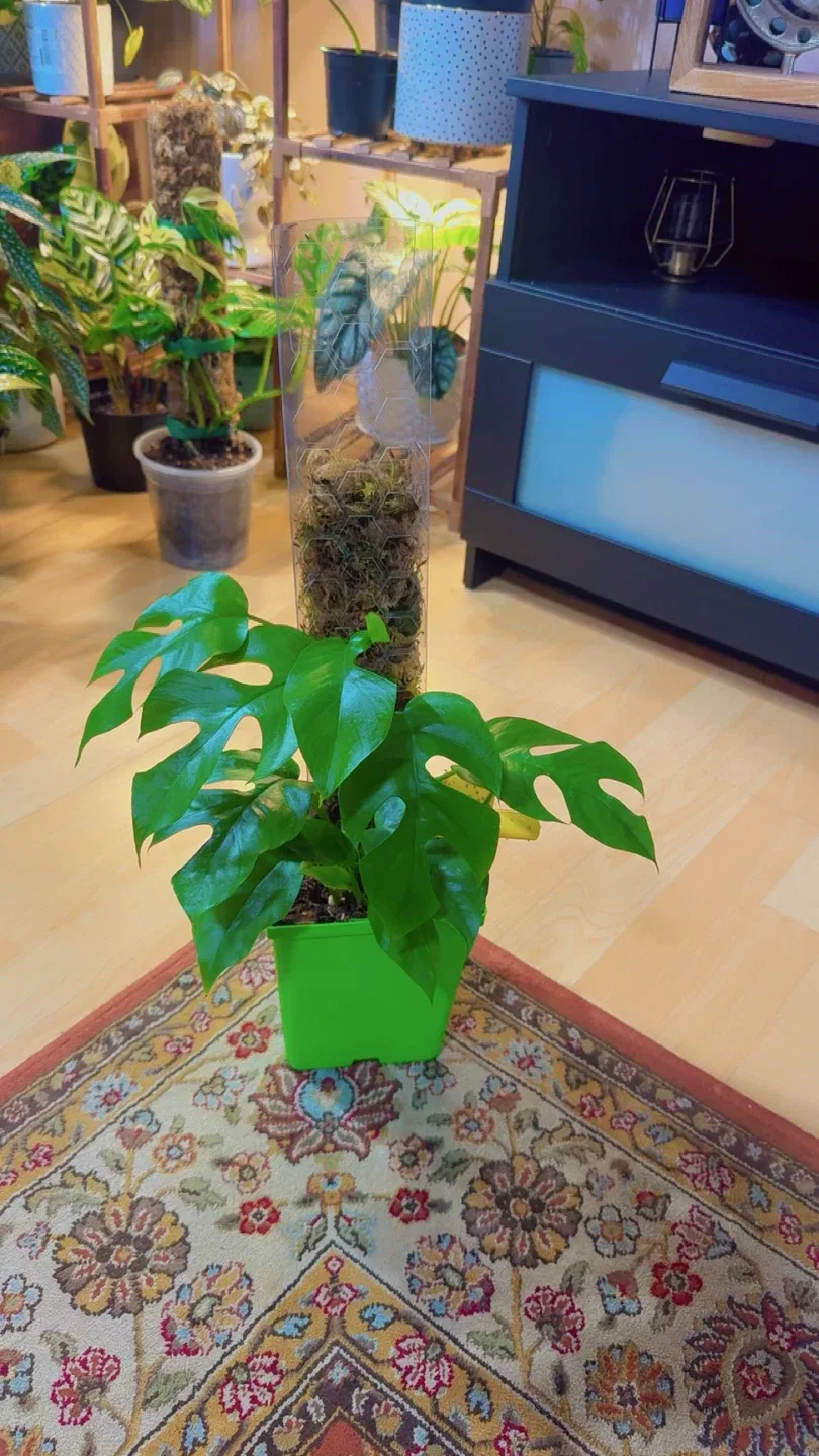 Rhaphidophora Tetrasperma Plant