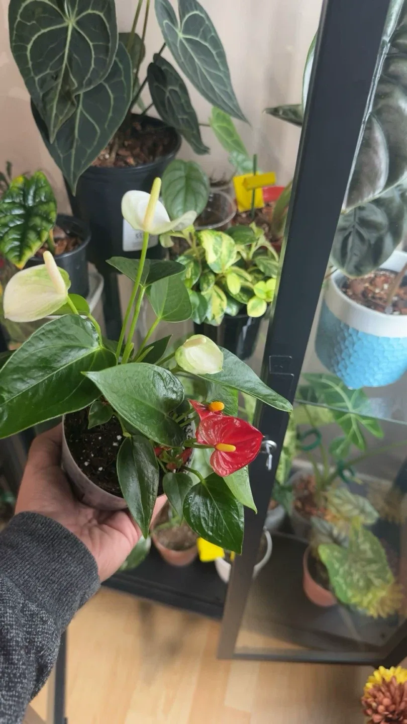 Anthurium Plant