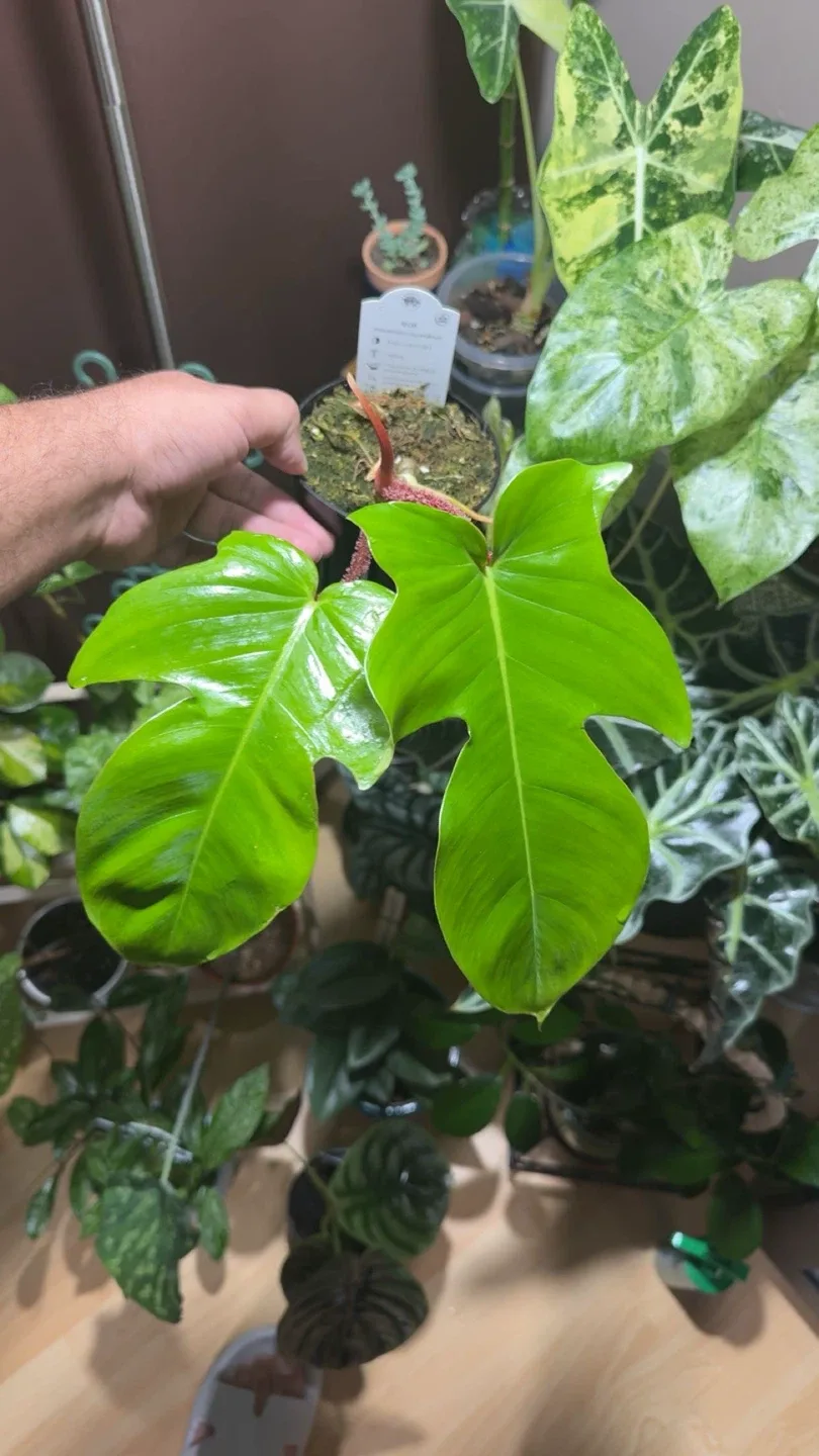 Philodendron Plant image indicator(2)
