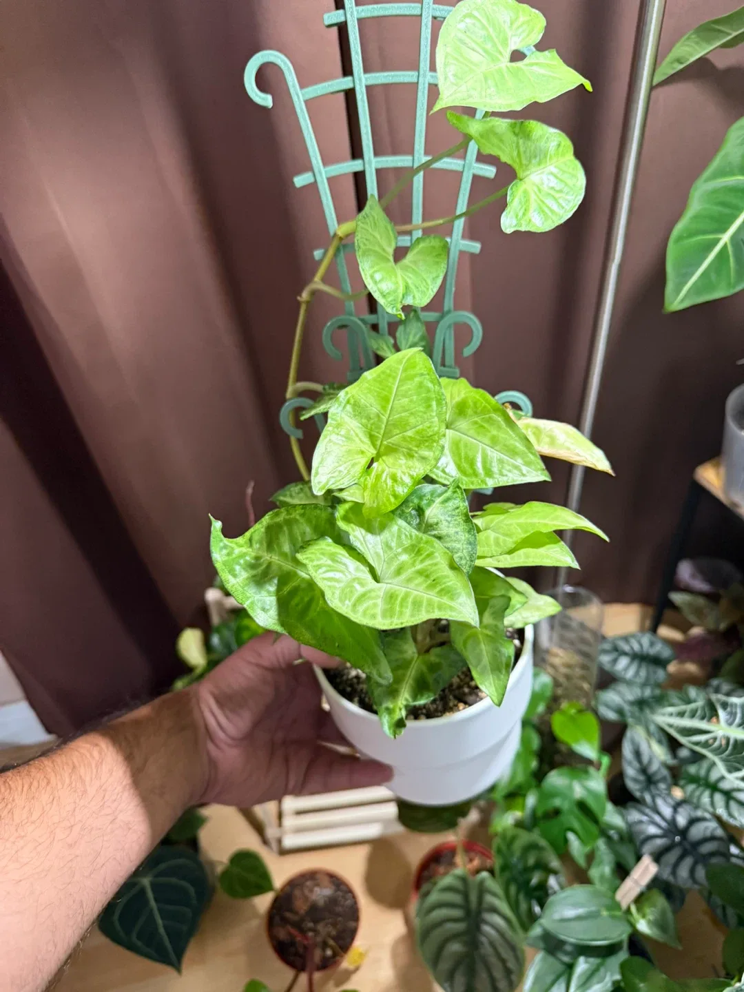 Syngonium Plant with Trellis image indicator(3)
