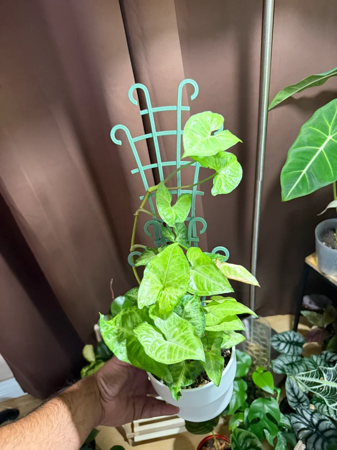 Syngonium Plant with Trellis image indicator(2)