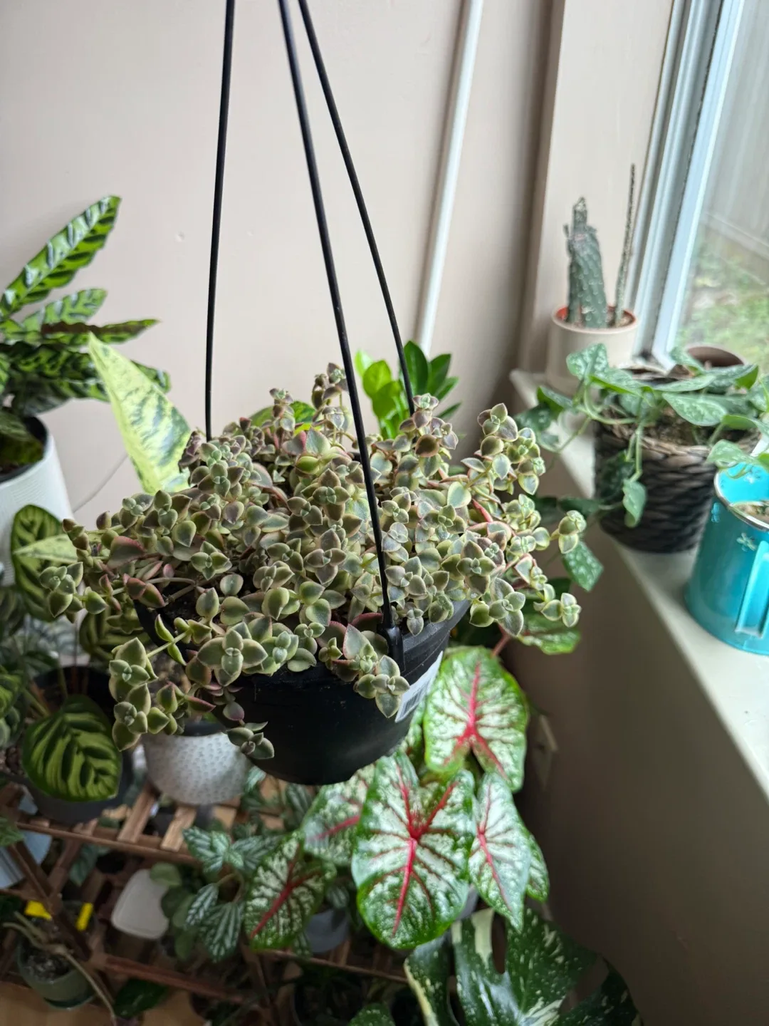 Hanging Succulent Plant image indicator(3)