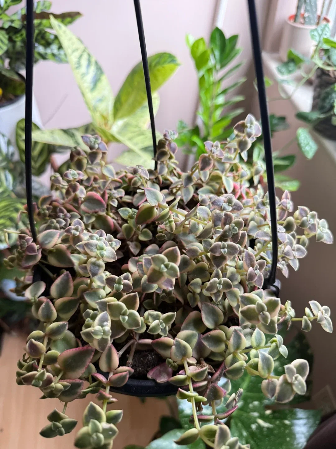 Hanging Succulent Plant image indicator(2)