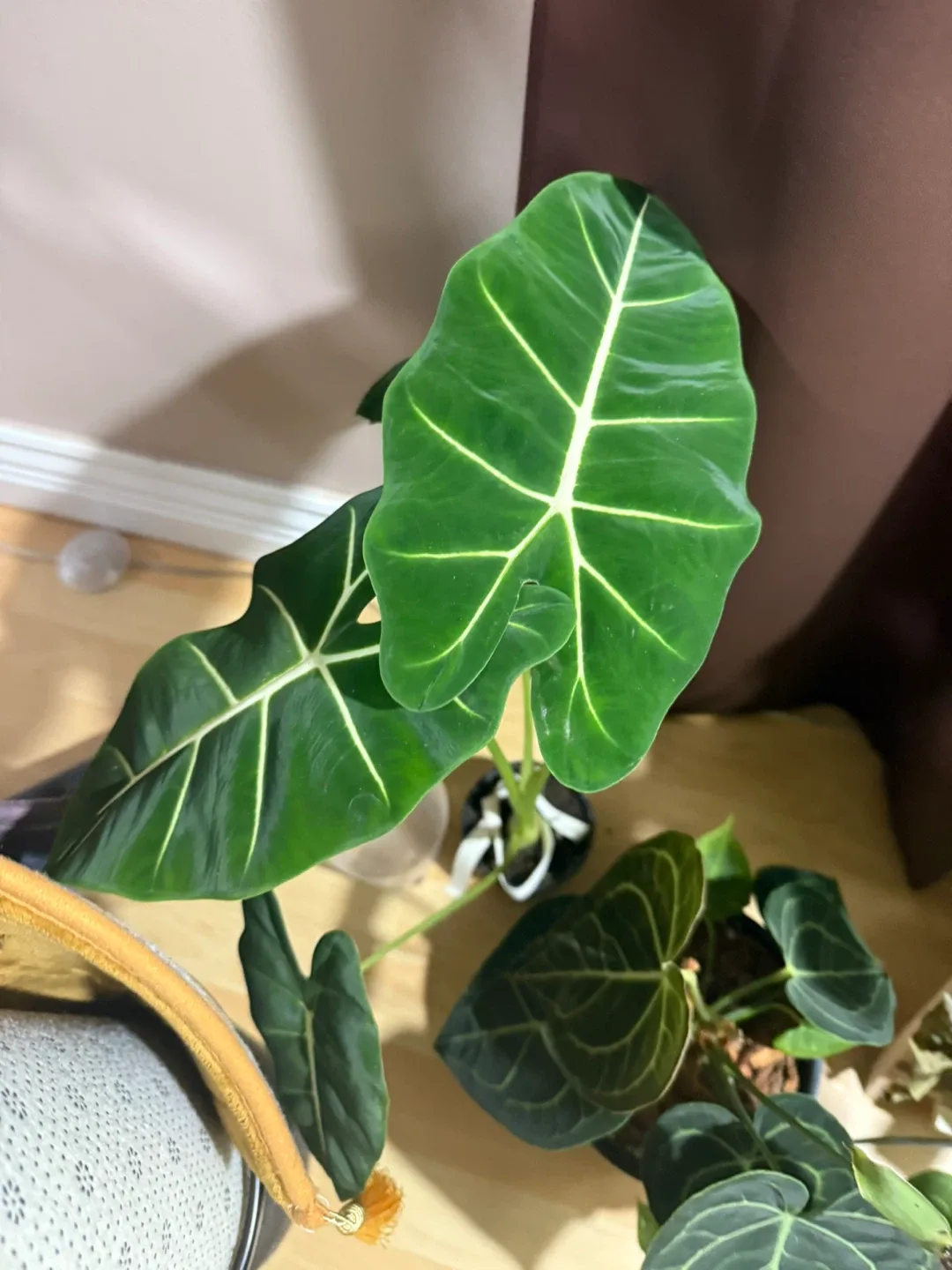 Alocasia Frydek Plant image indicator(2)