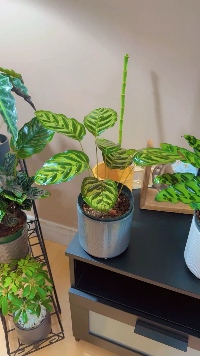 Calathea Zebrina Plant image indicator(2)