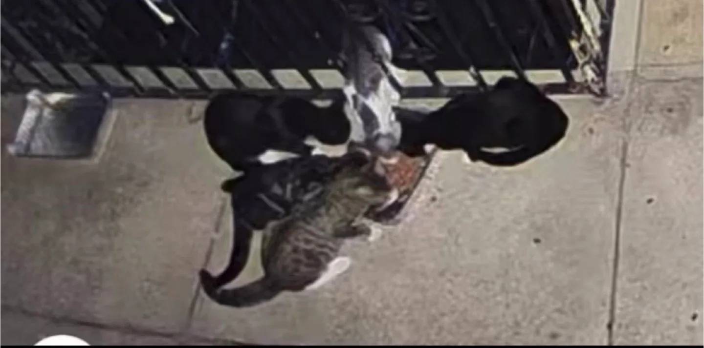 Cat house I built image indicator(3)