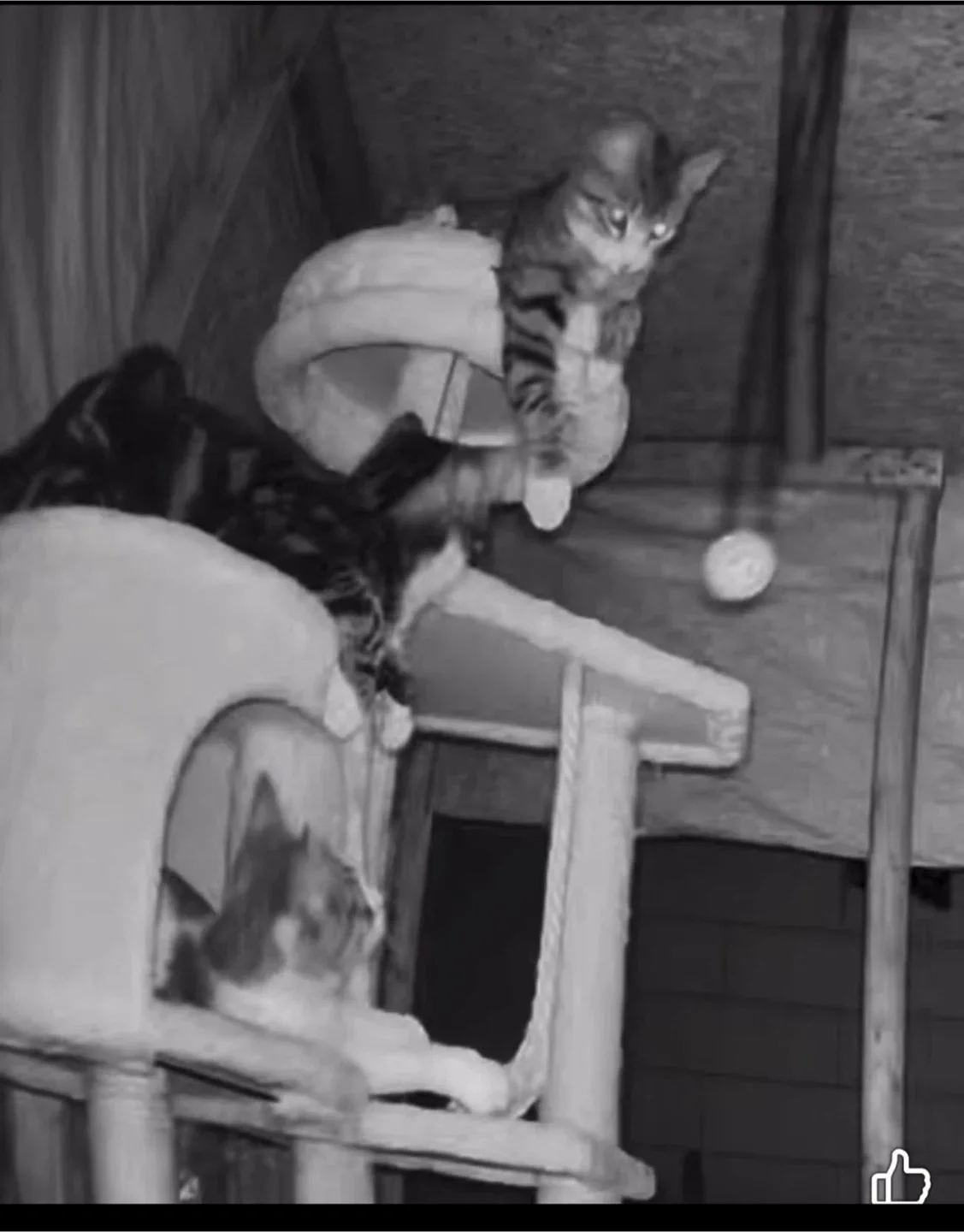 Cat house I built image indicator(2)